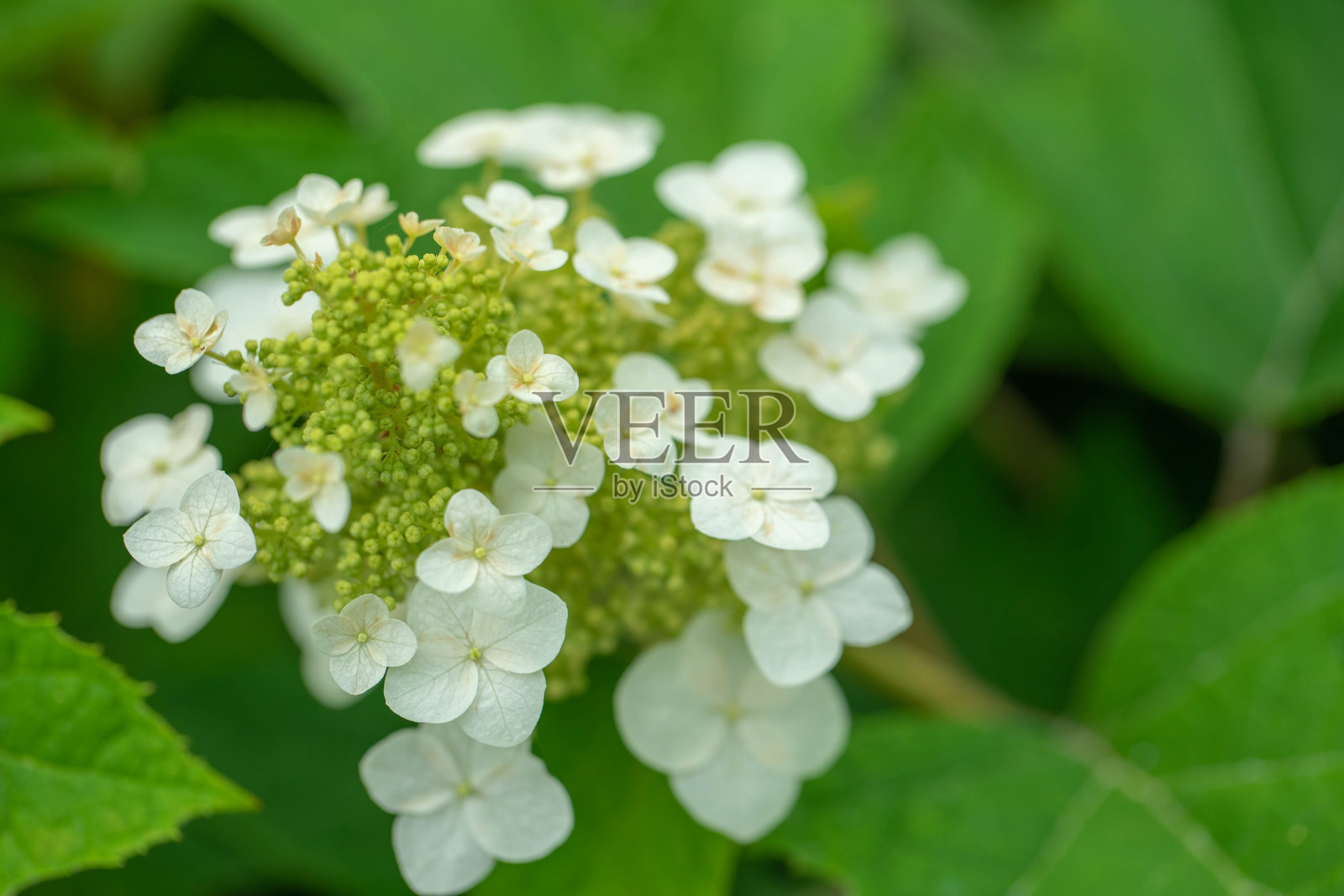 绣球花照片摄影图片