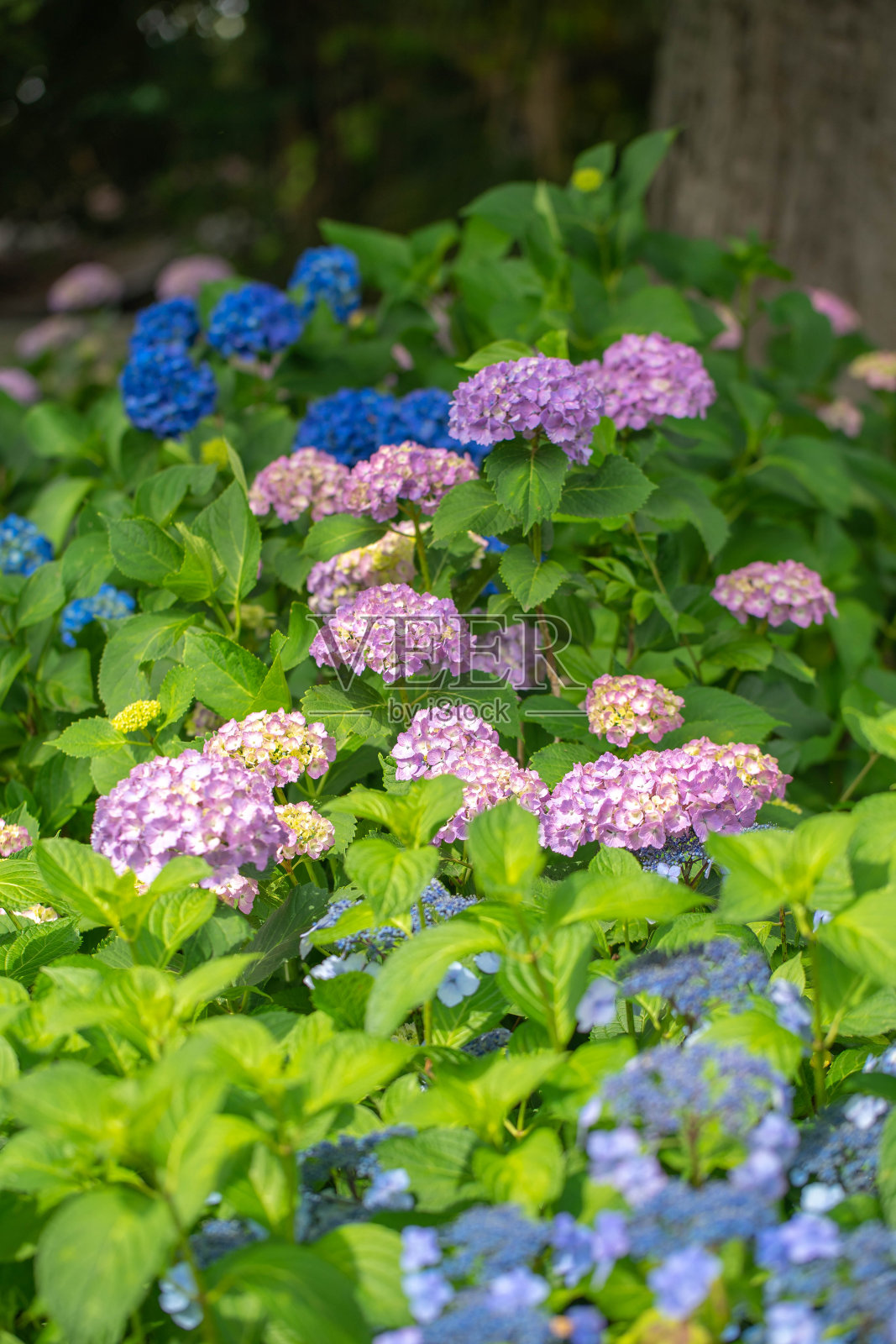 绣球花照片摄影图片
