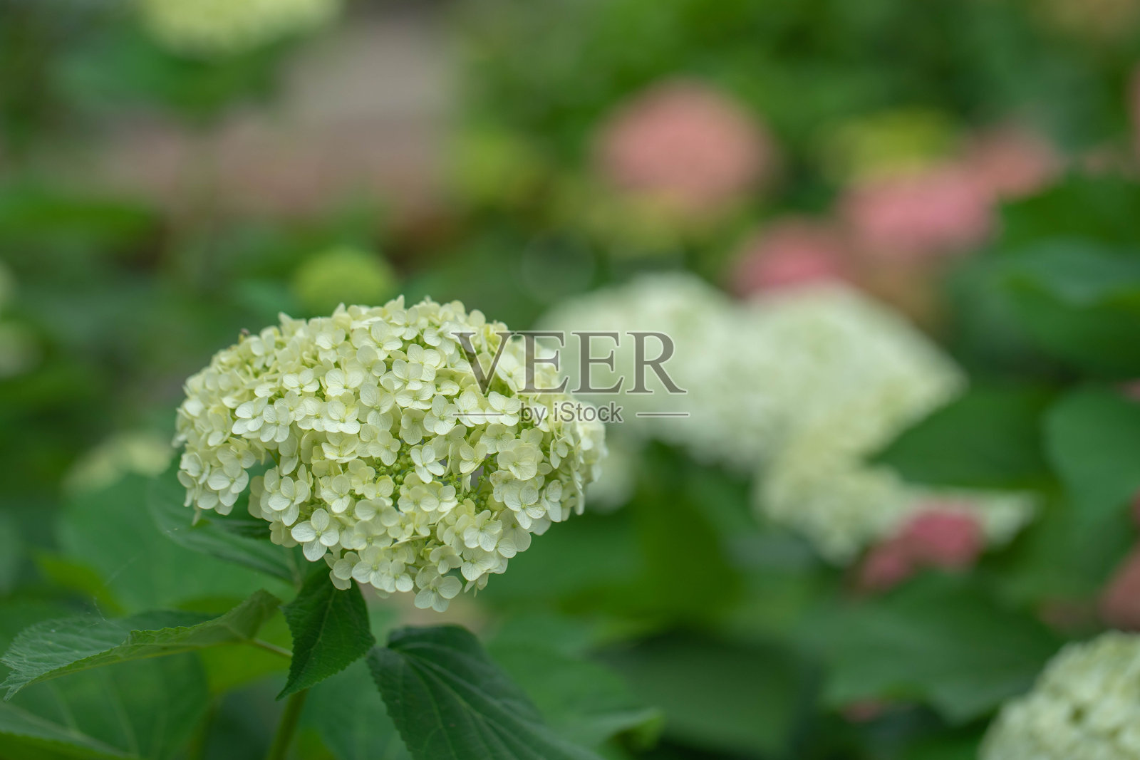 绣球花照片摄影图片