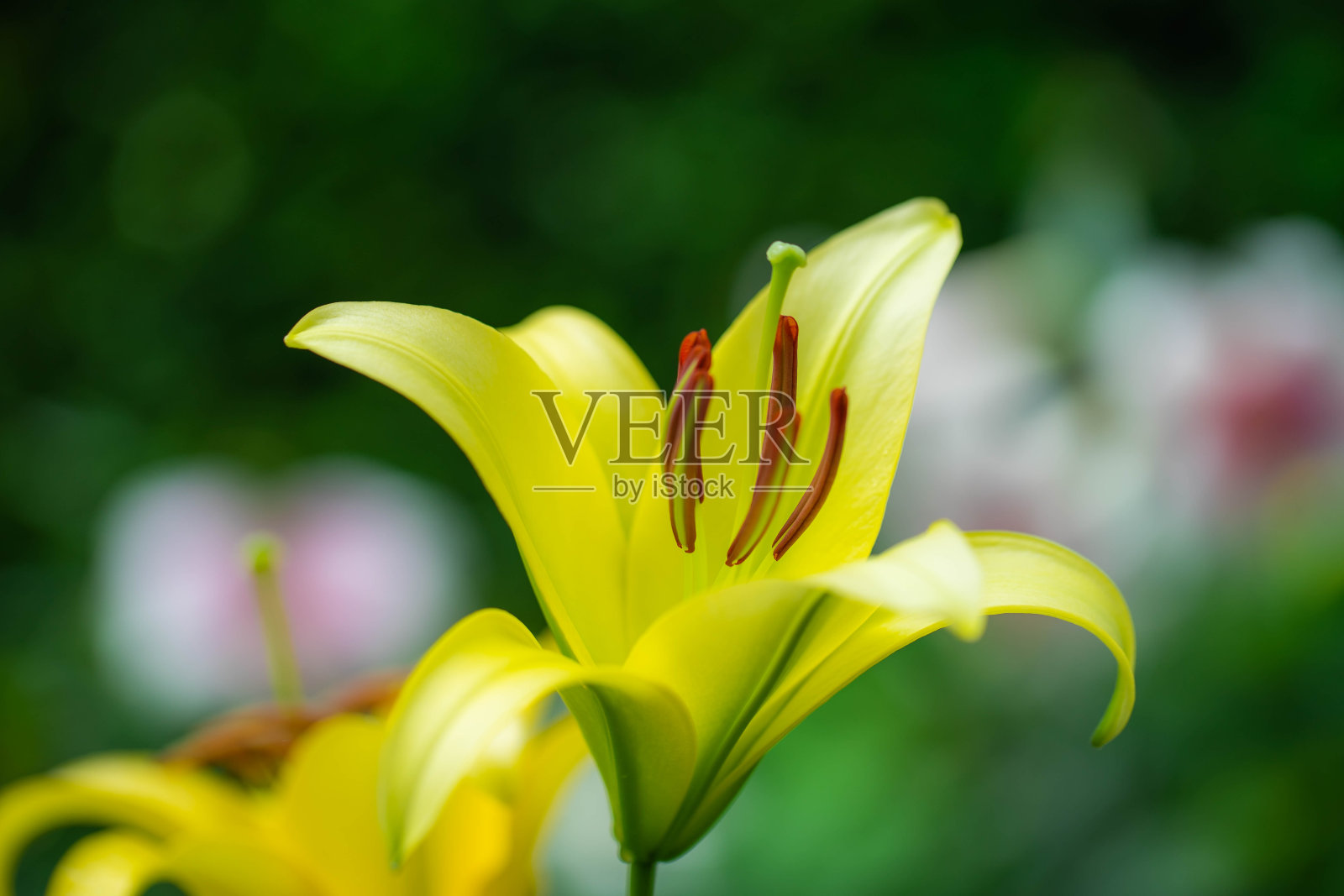 莉莉照片摄影图片