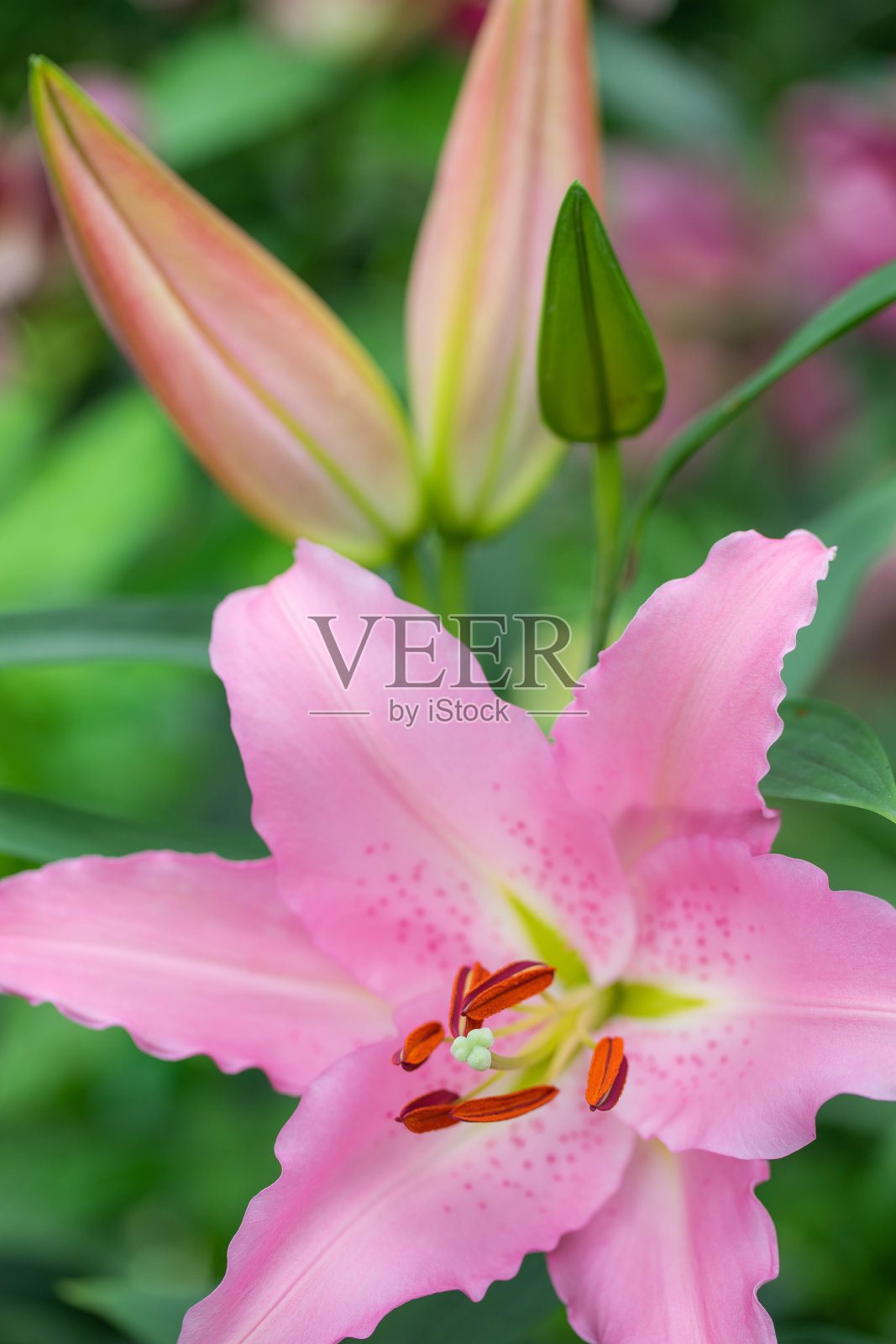 莉莉照片摄影图片