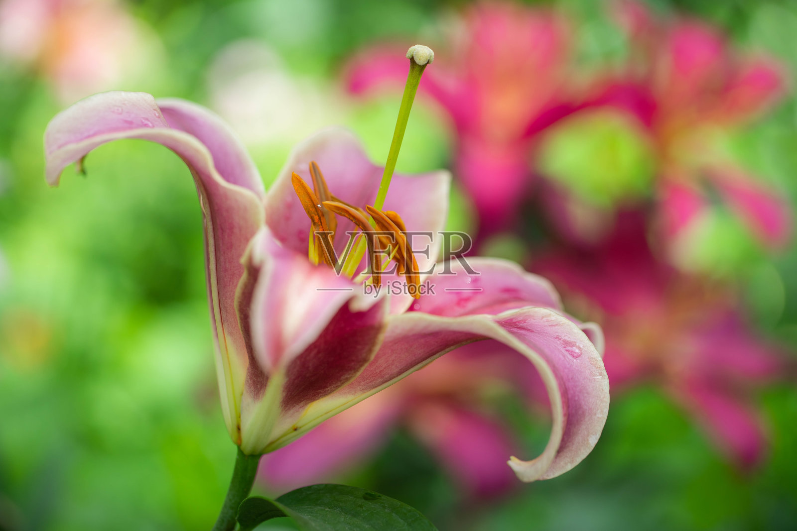 莉莉照片摄影图片