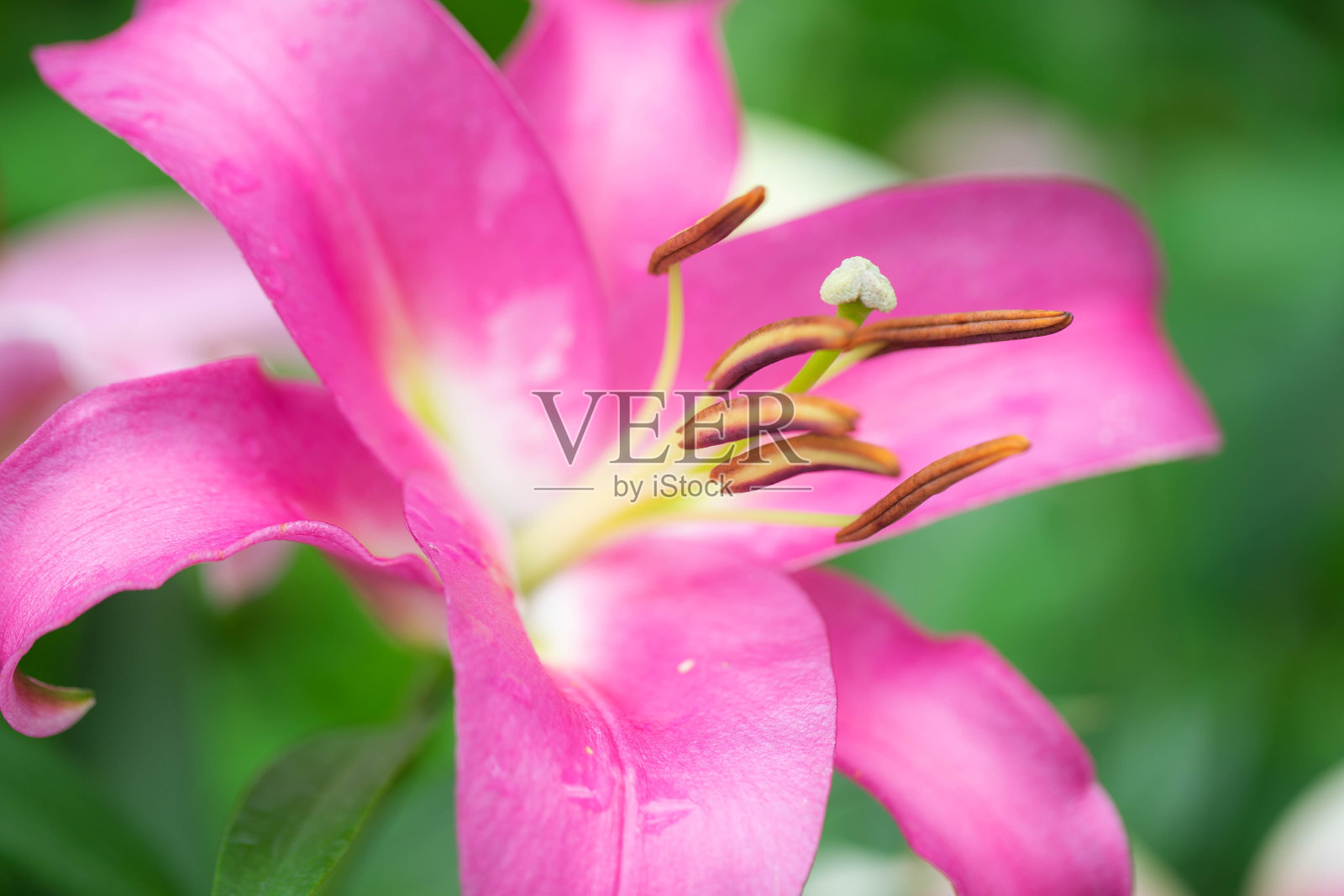 莉莉照片摄影图片