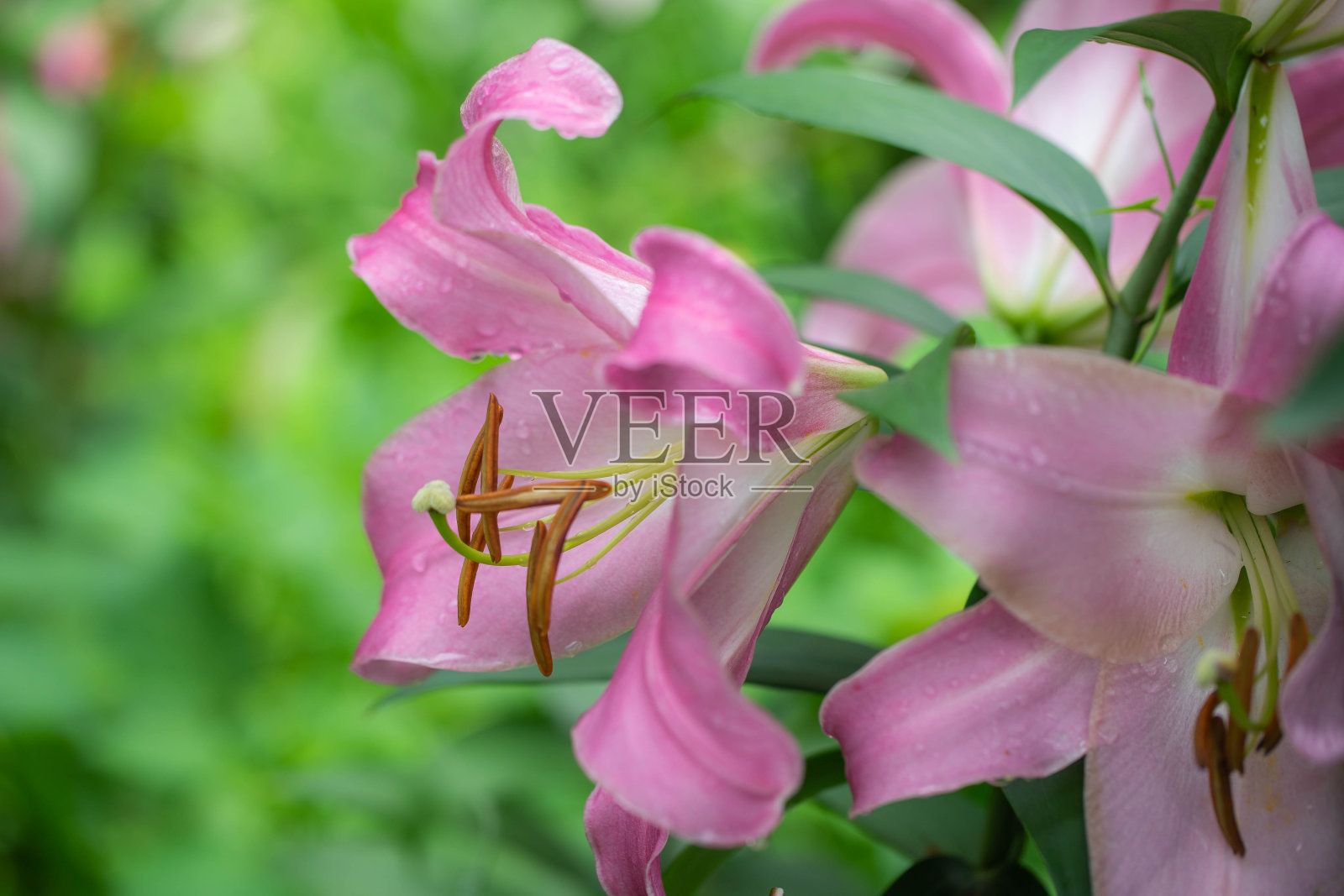 莉莉照片摄影图片