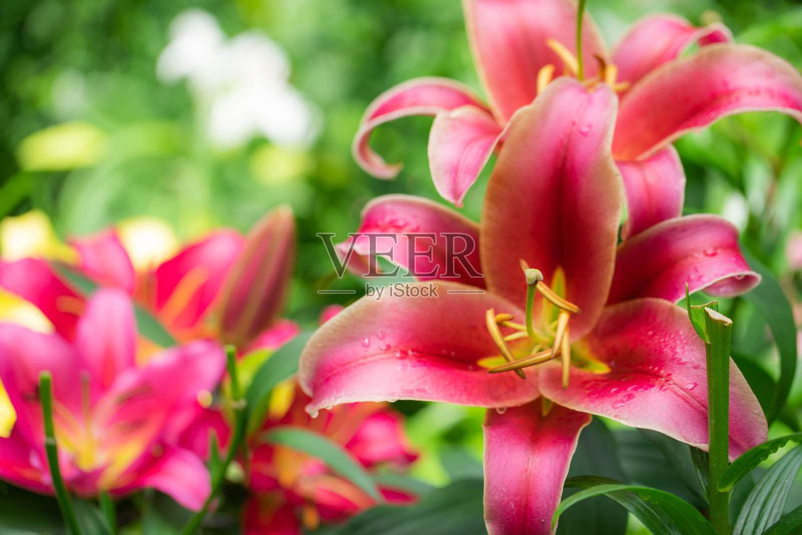 莉莉照片摄影图片