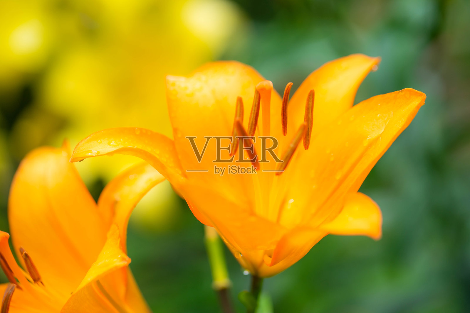 莉莉照片摄影图片