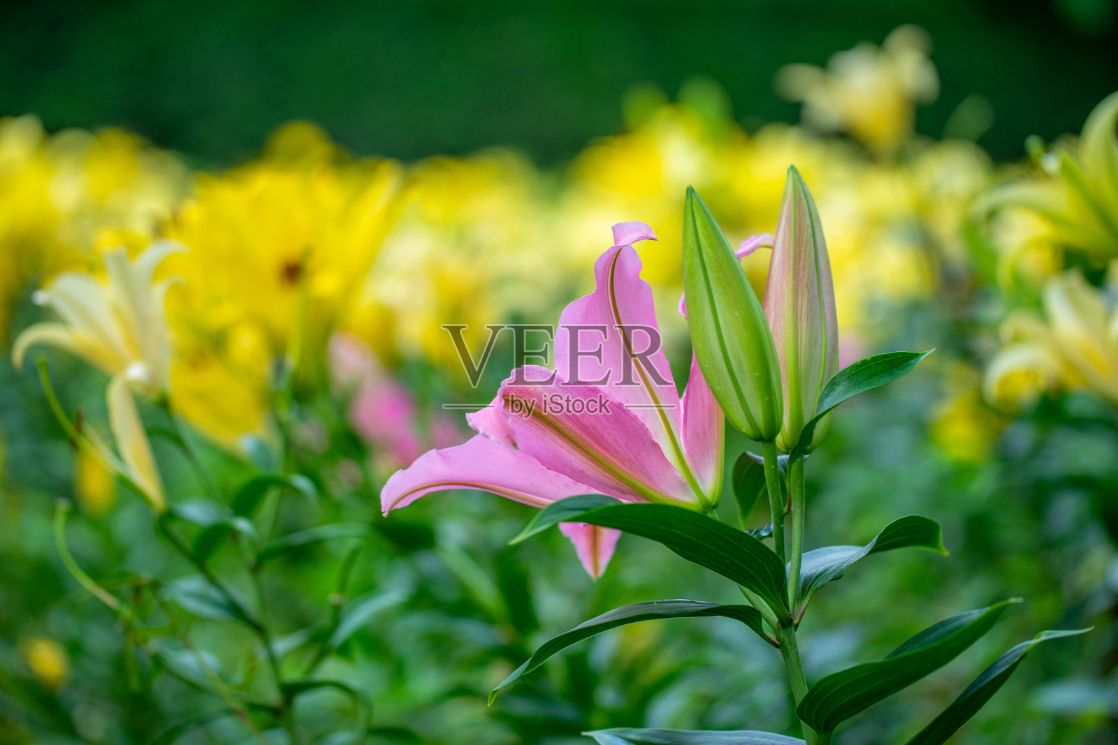 莉莉照片摄影图片