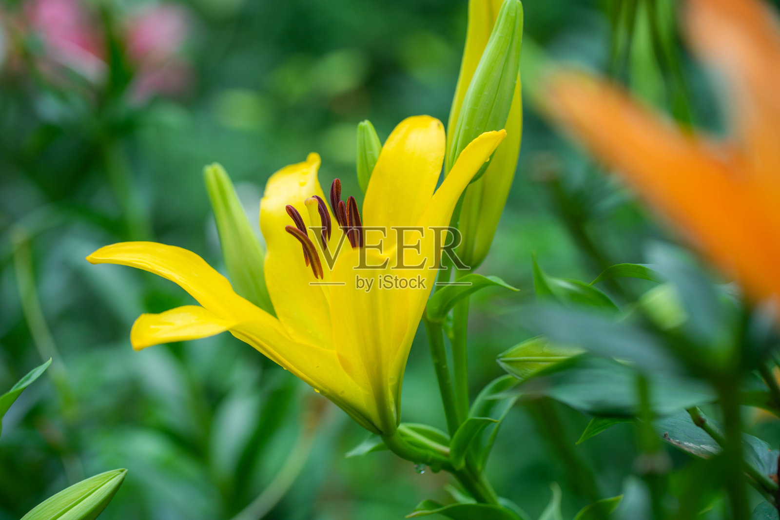 莉莉照片摄影图片