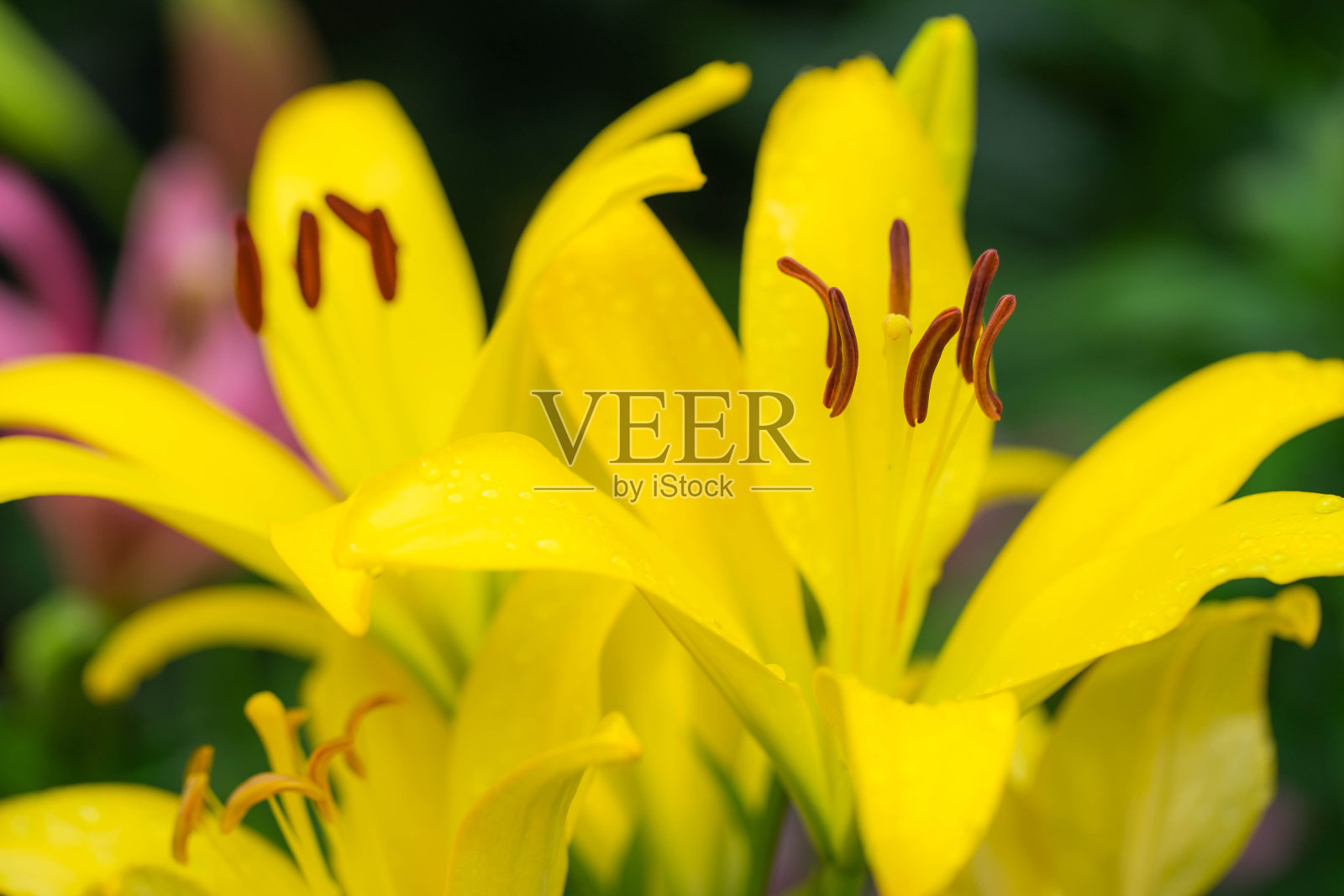 莉莉照片摄影图片