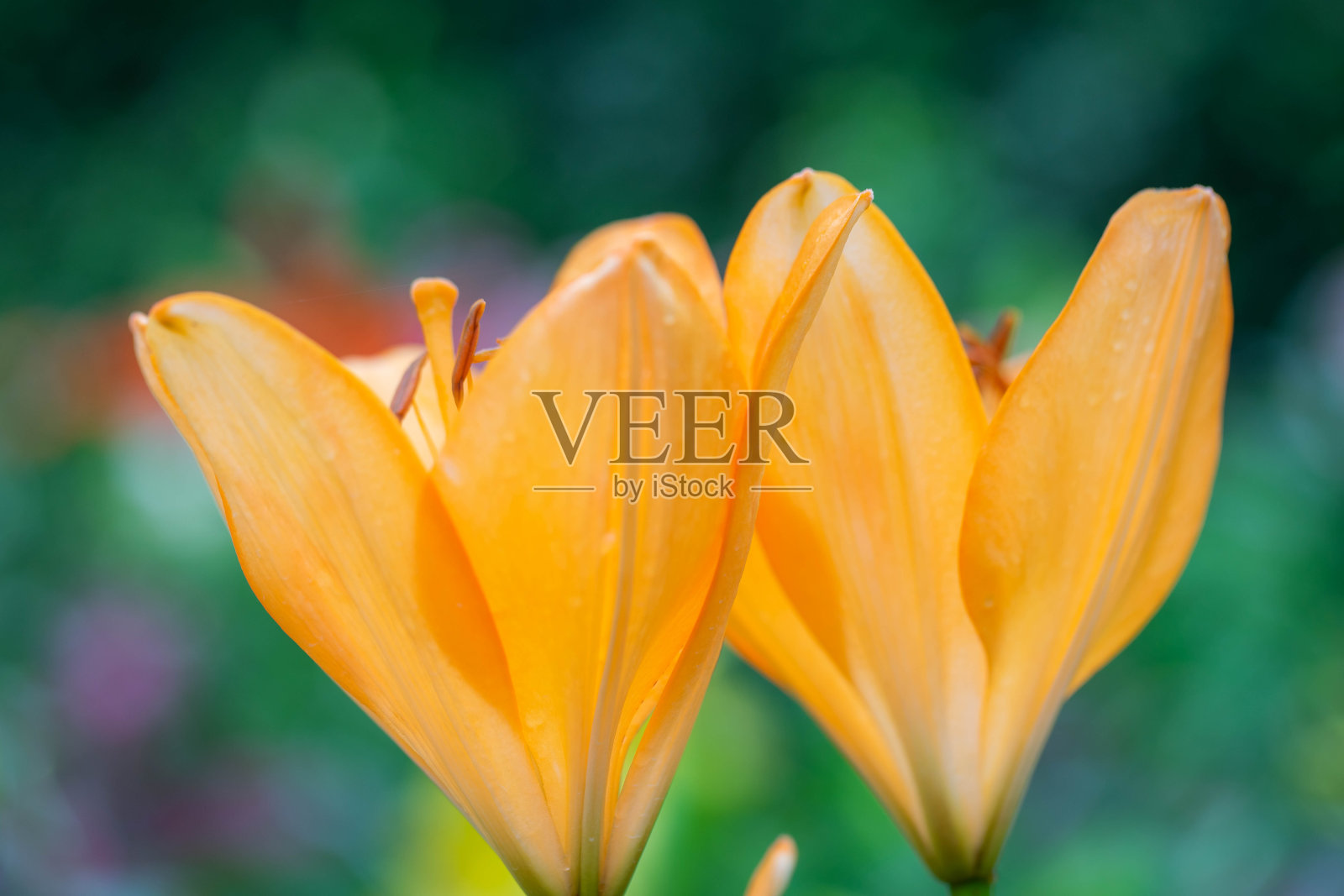 莉莉照片摄影图片