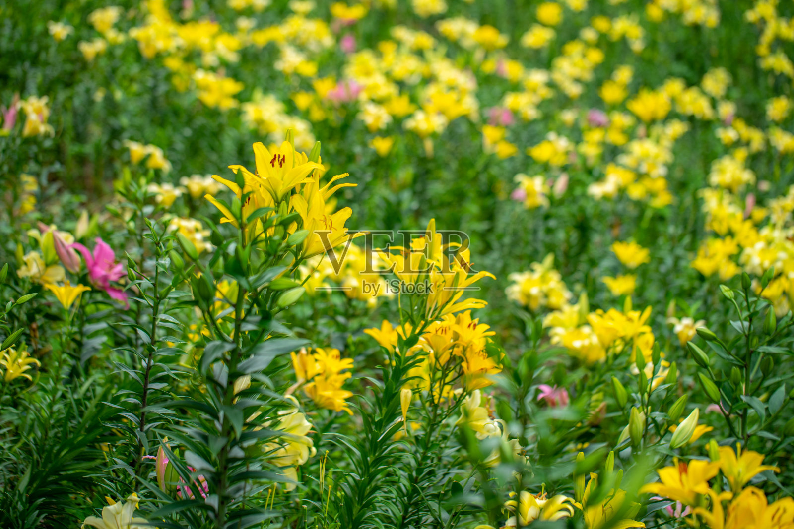 莉莉照片摄影图片