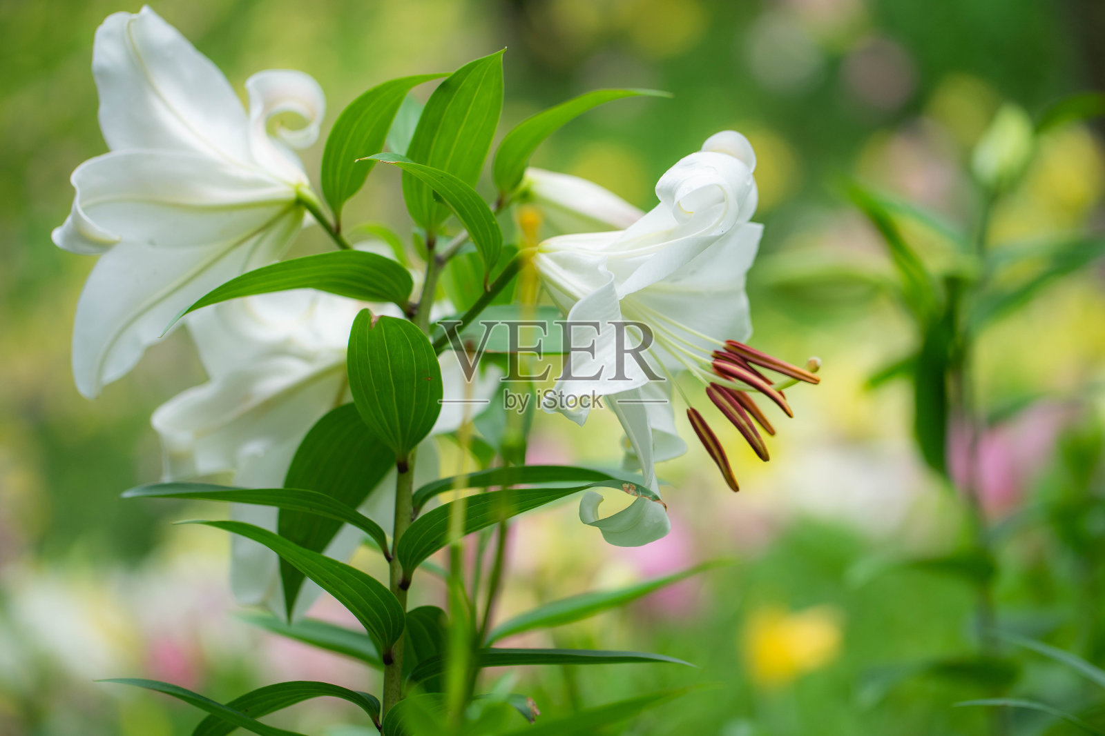 莉莉照片摄影图片