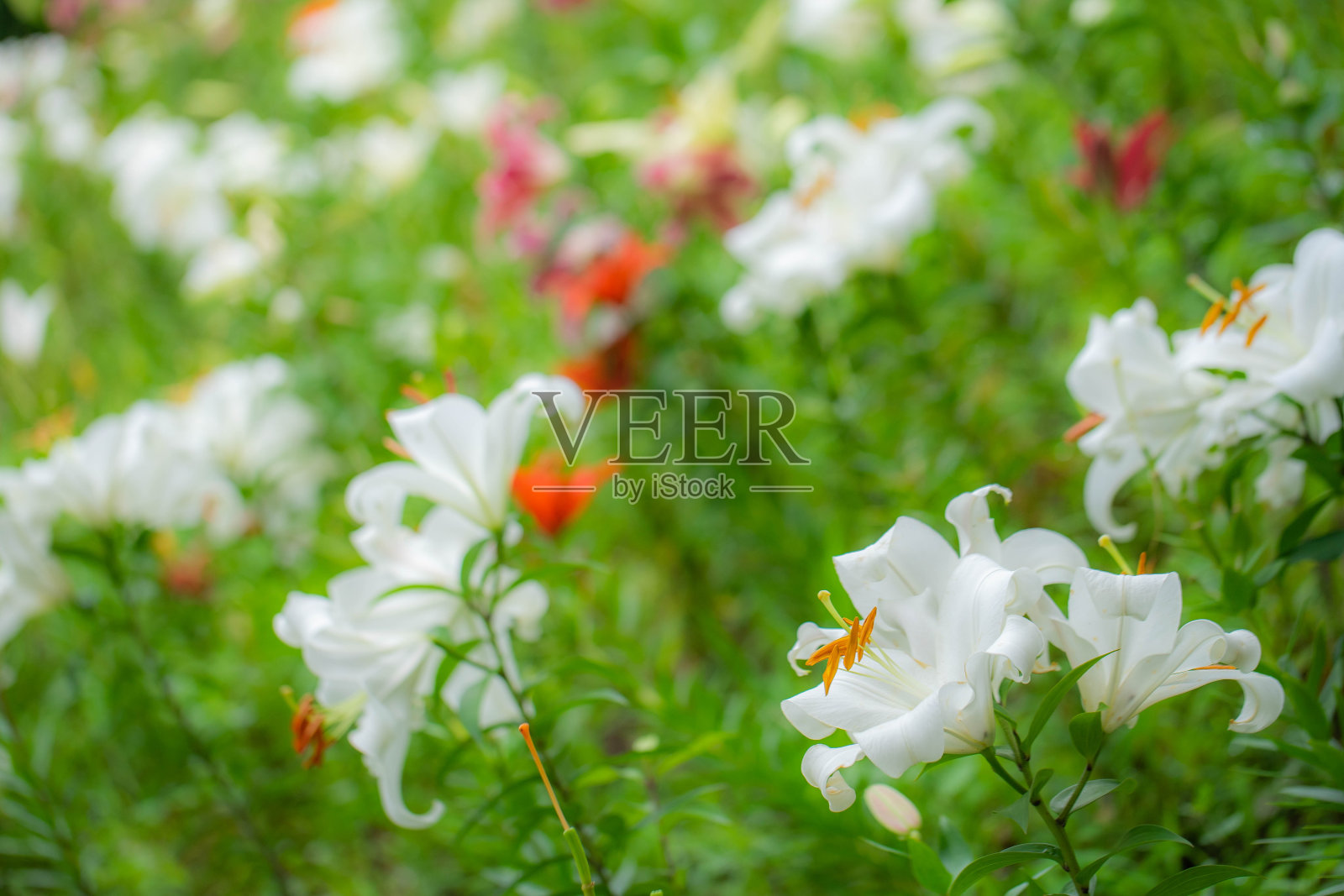 莉莉照片摄影图片