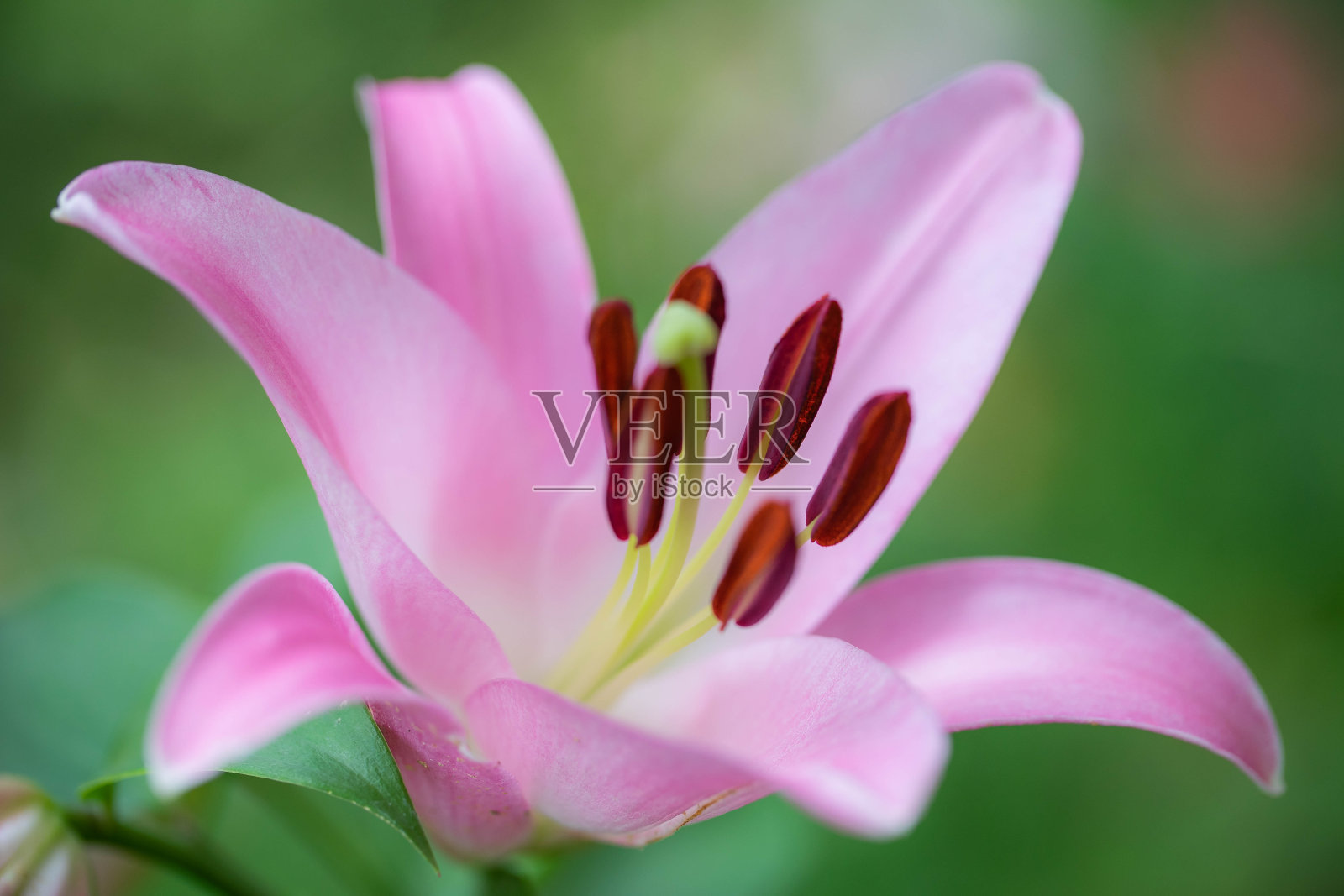 莉莉照片摄影图片