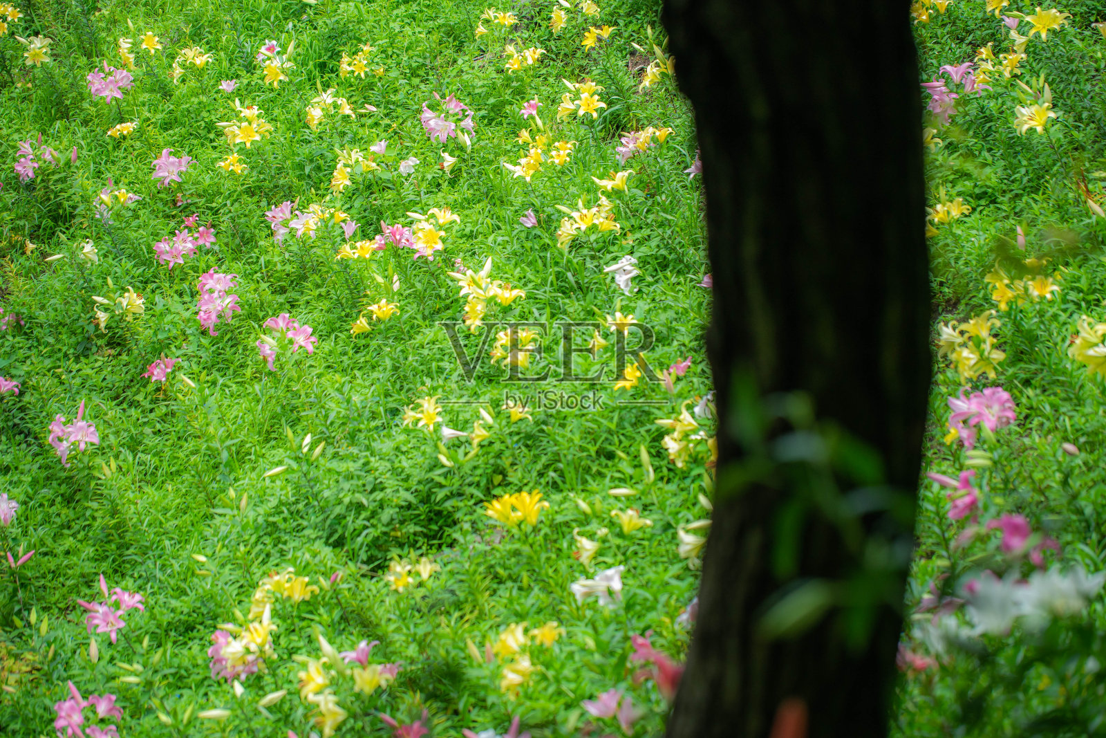 莉莉照片摄影图片