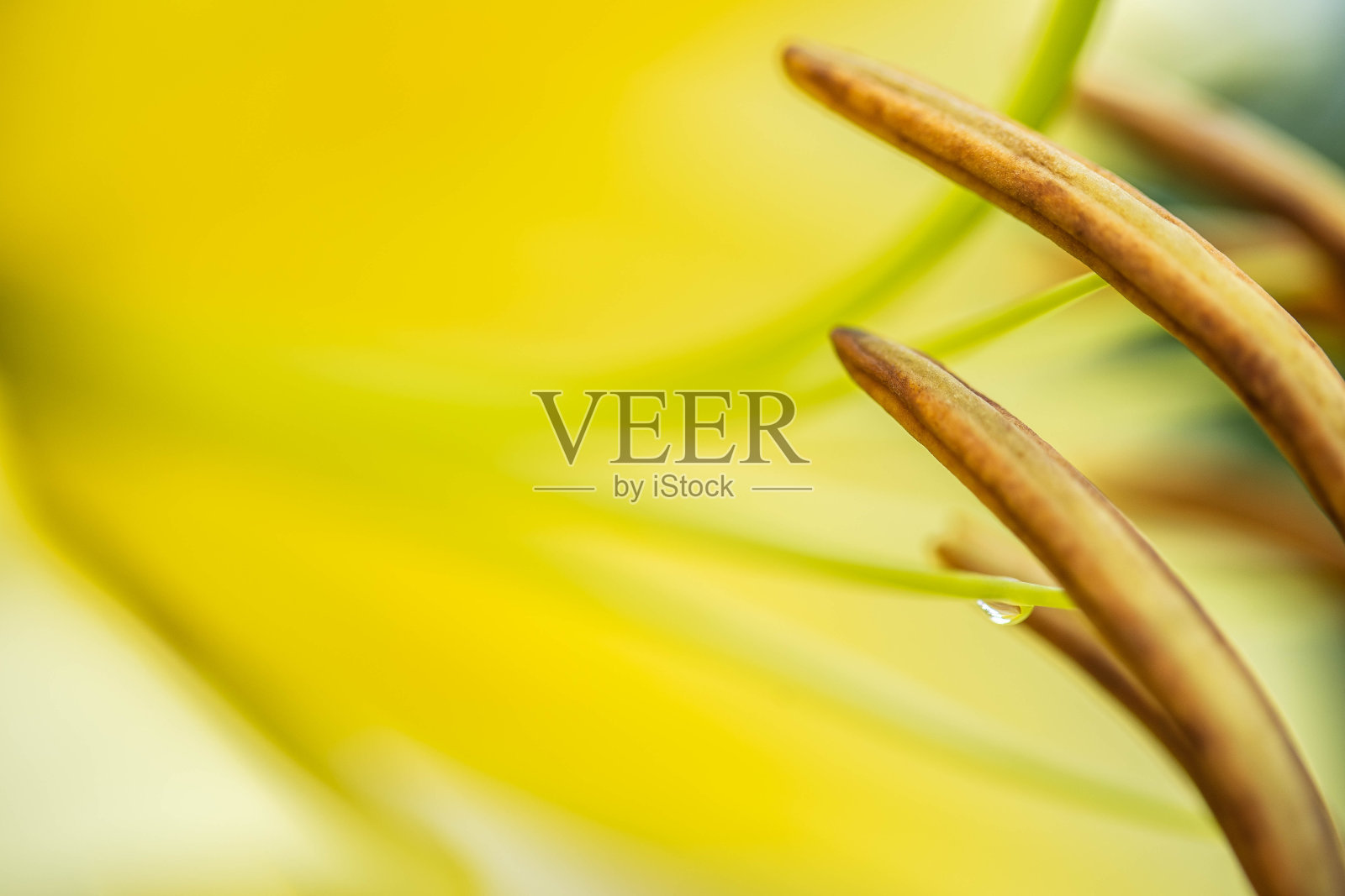 莉莉照片摄影图片