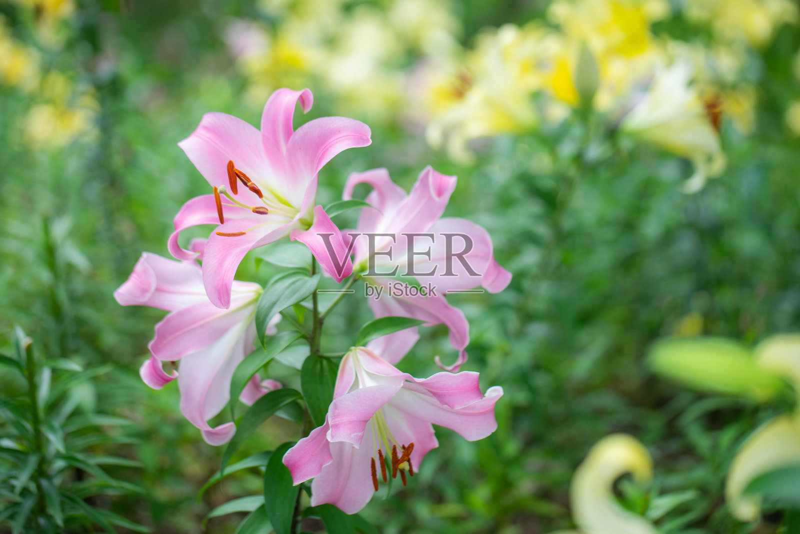 莉莉照片摄影图片