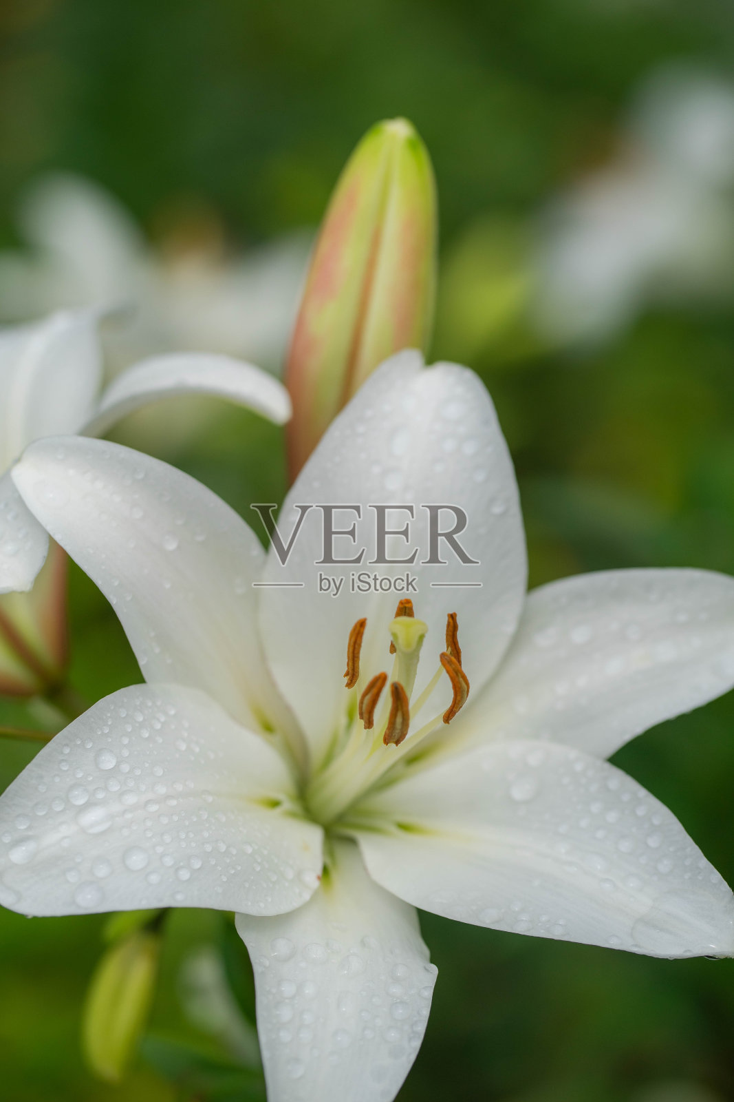 莉莉照片摄影图片