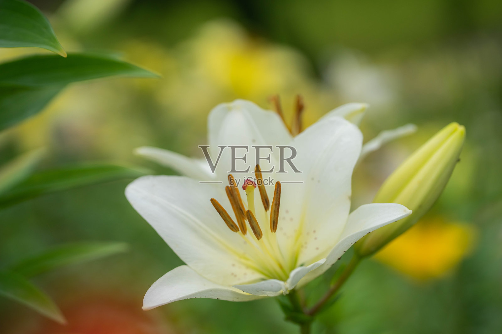 莉莉照片摄影图片