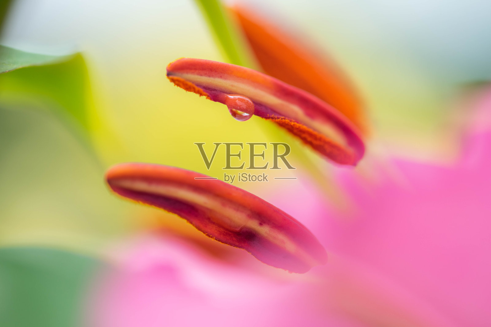 莉莉照片摄影图片