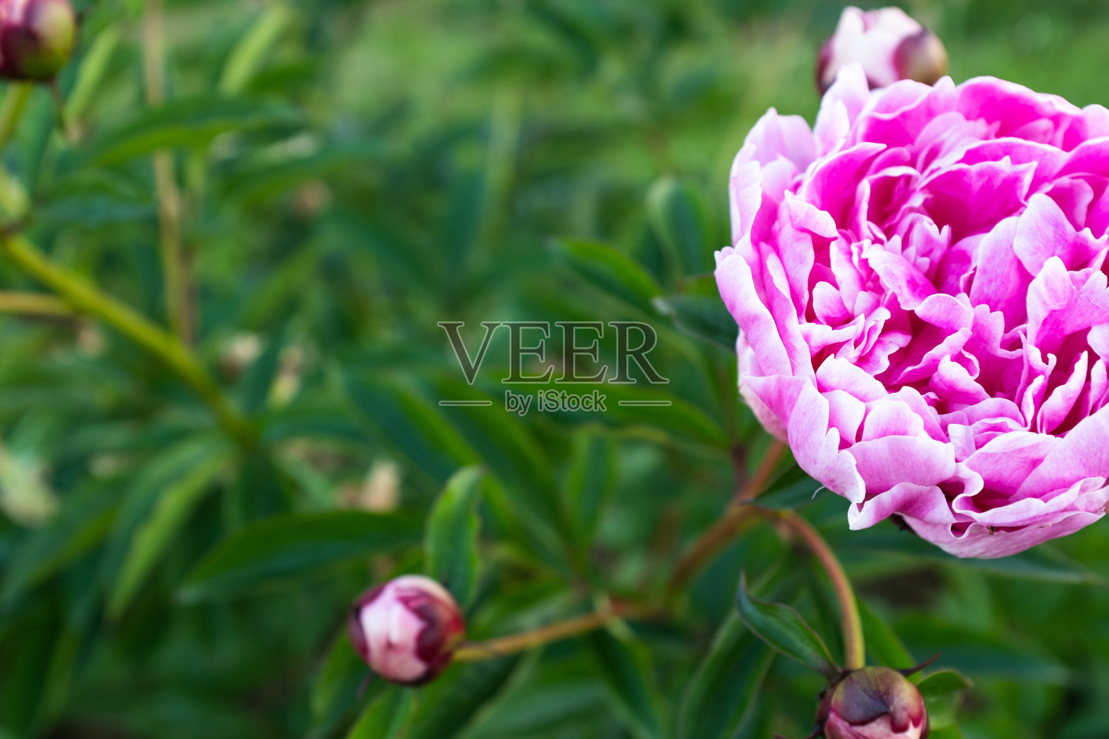 粉色牡丹，俯视图。明亮的牡丹花蕾海报，日历，邮政，屏幕保护程序，壁纸，明信片，横幅，封面，网站，复制空间为您的设计或文字。高质量照片照片摄影图片