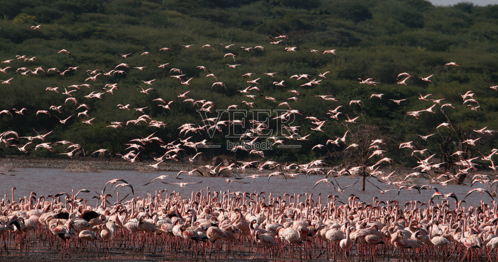 小火烈鸟，小phoenicopterus，飞行中的群体，从水中起飞，肯尼亚Bogoria湖的殖民地照片摄影图片