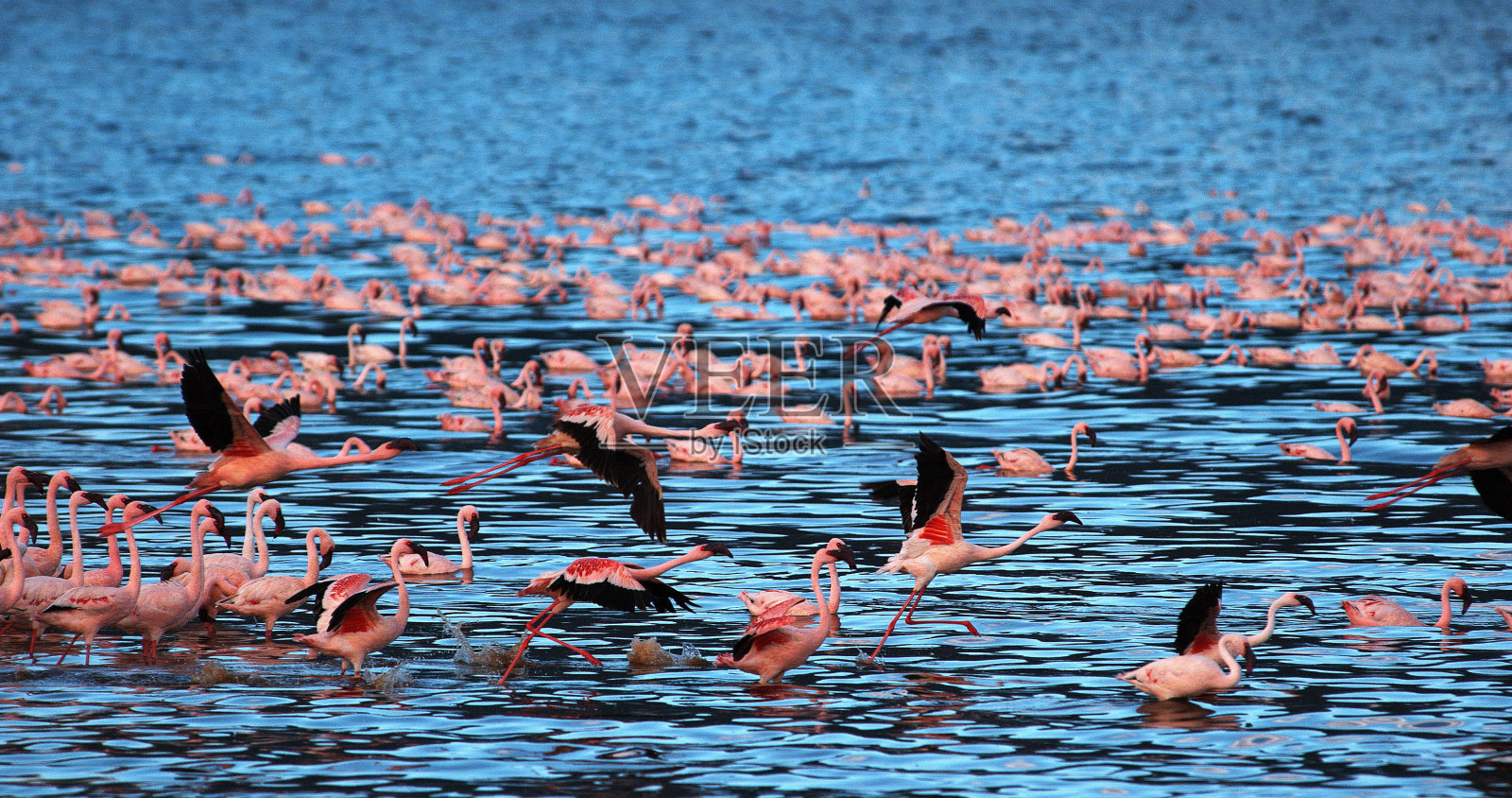 小火烈鸟，小phoenicopterus，飞行中的群体，从水中起飞，肯尼亚Bogoria湖的殖民地照片摄影图片