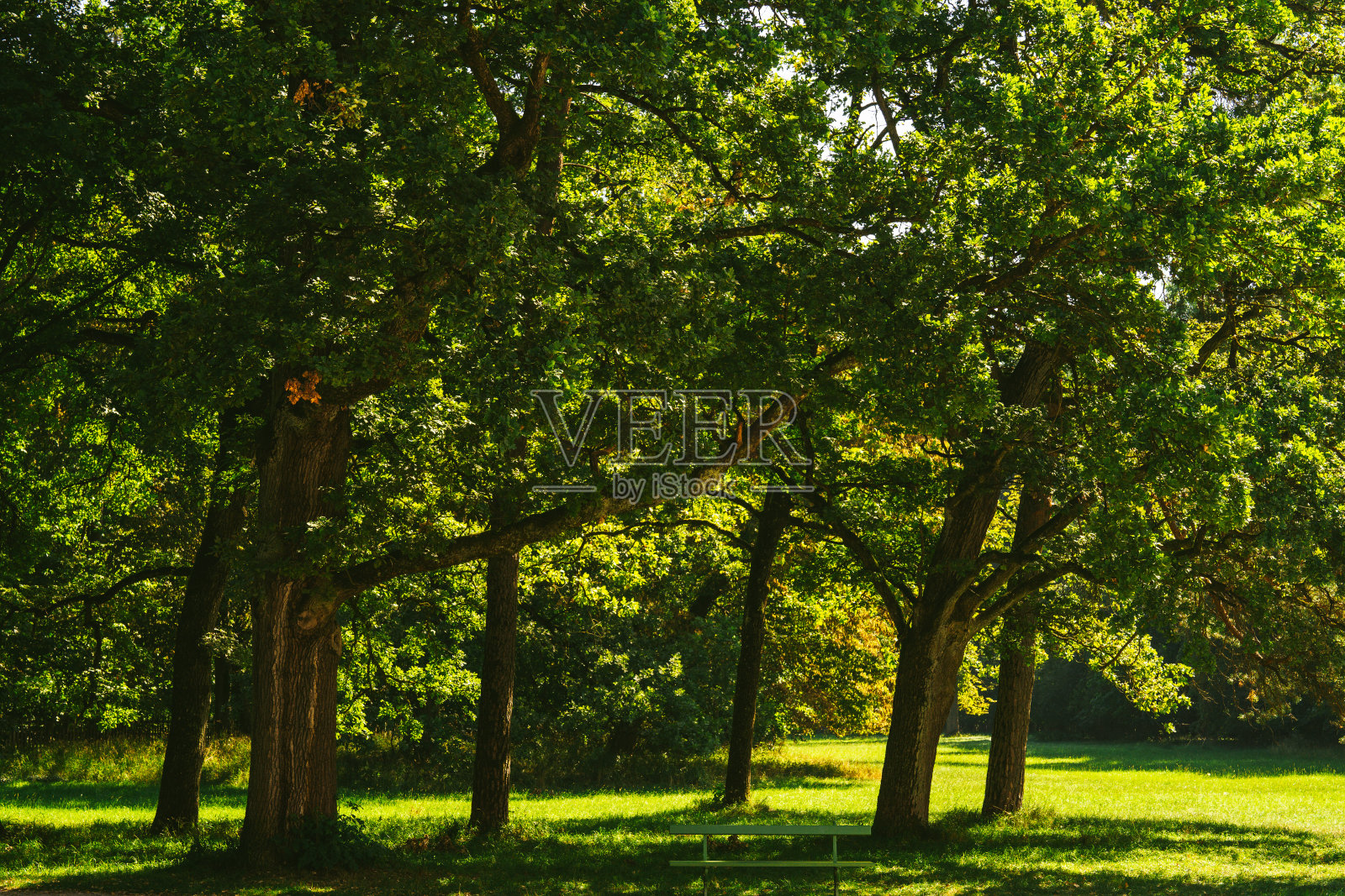 慕尼黑的森林照片摄影图片