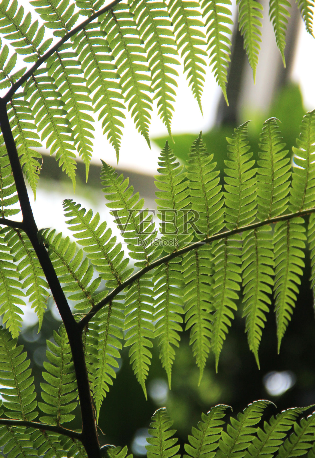 植物微距拍摄照片摄影图片