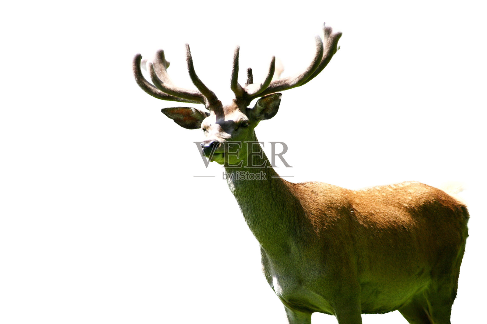 小鹿(妈妈妈妈)照片摄影图片