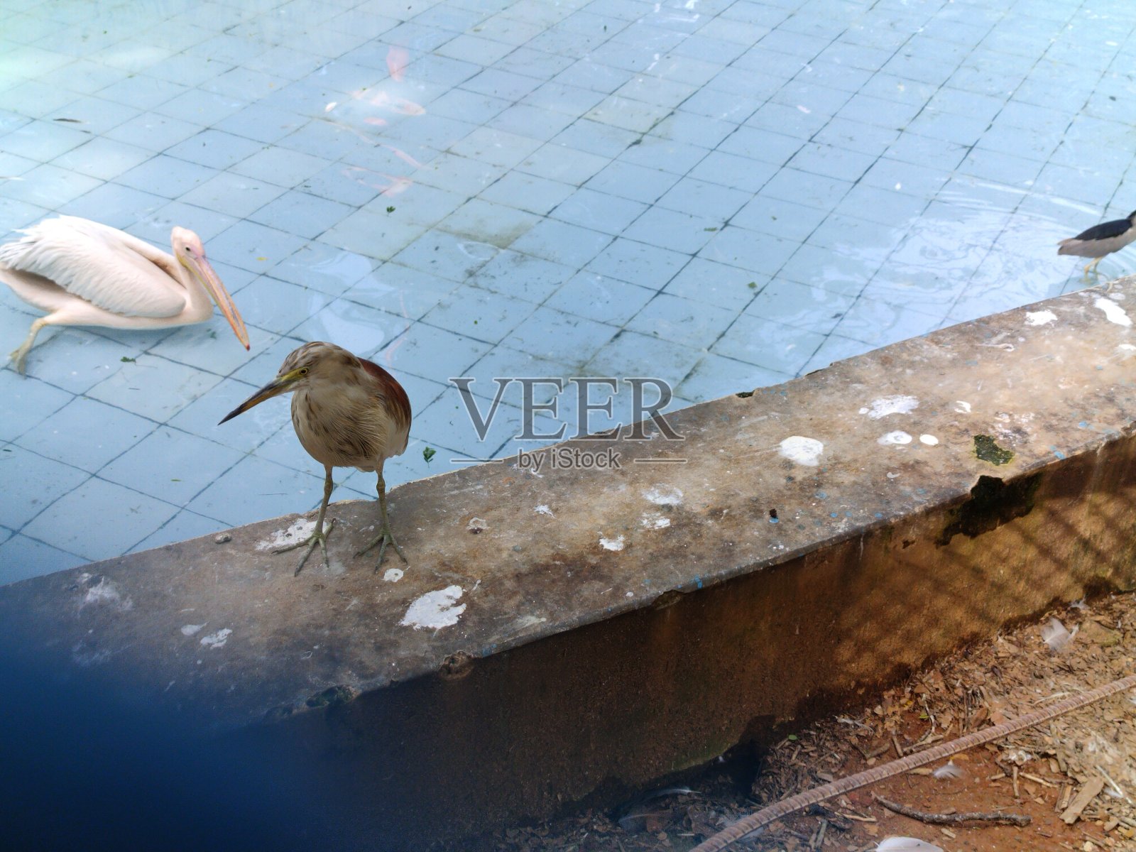 查塔姆狙击照片摄影图片