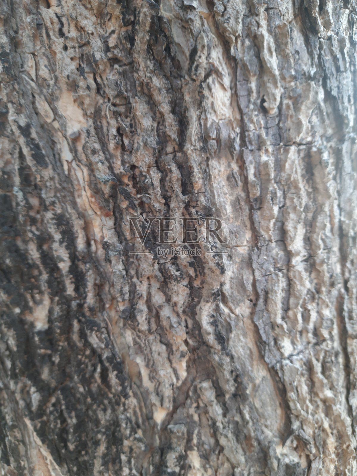 树木纹理特写照片摄影图片