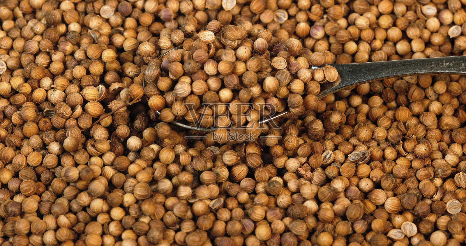 香菜，芫荽，种子落在白色的背景上照片摄影图片