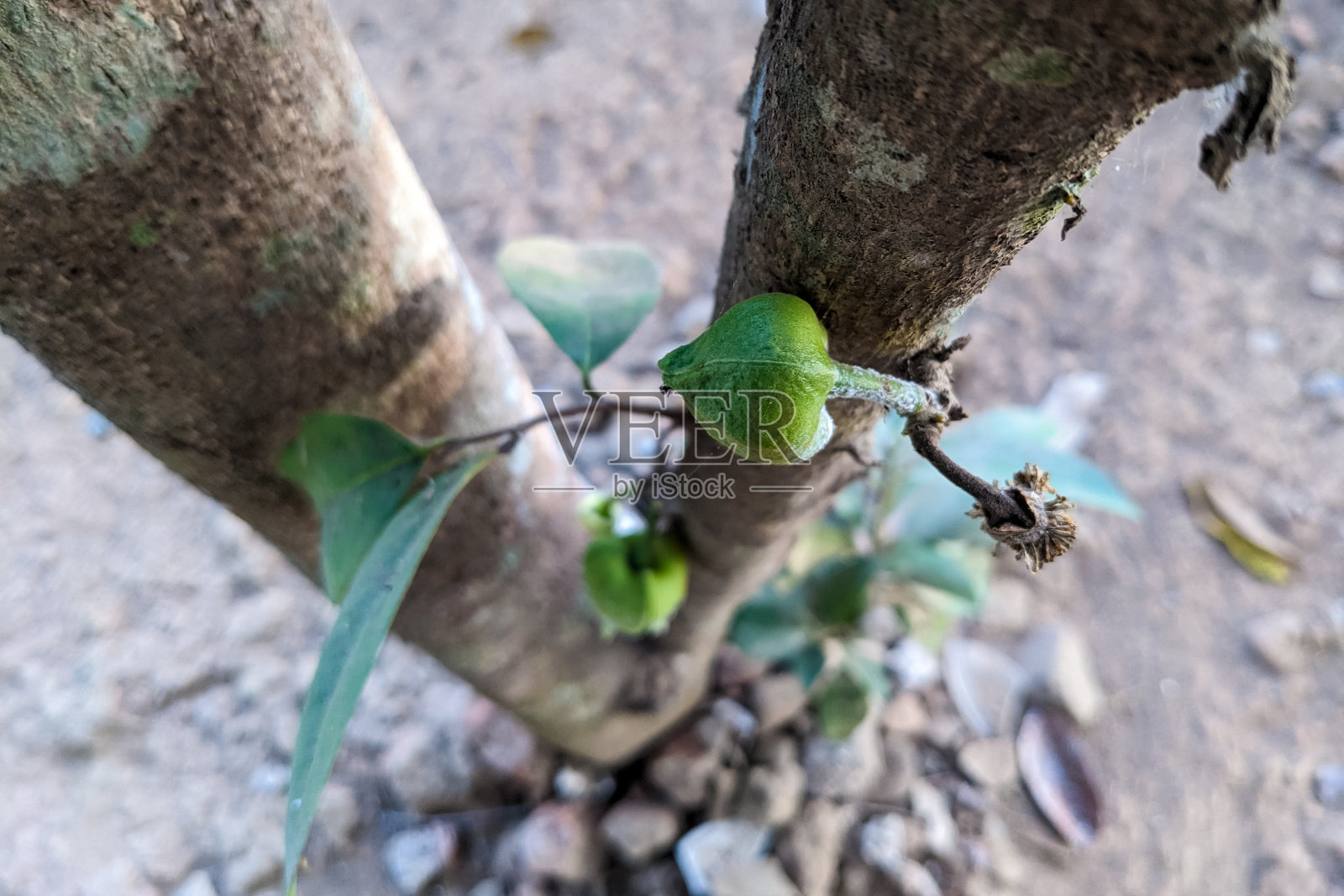 刺果番荔枝花照片摄影图片