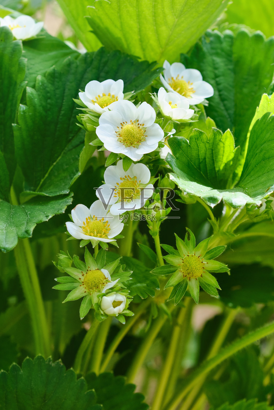 花园里的白草莓花。照片摄影图片
