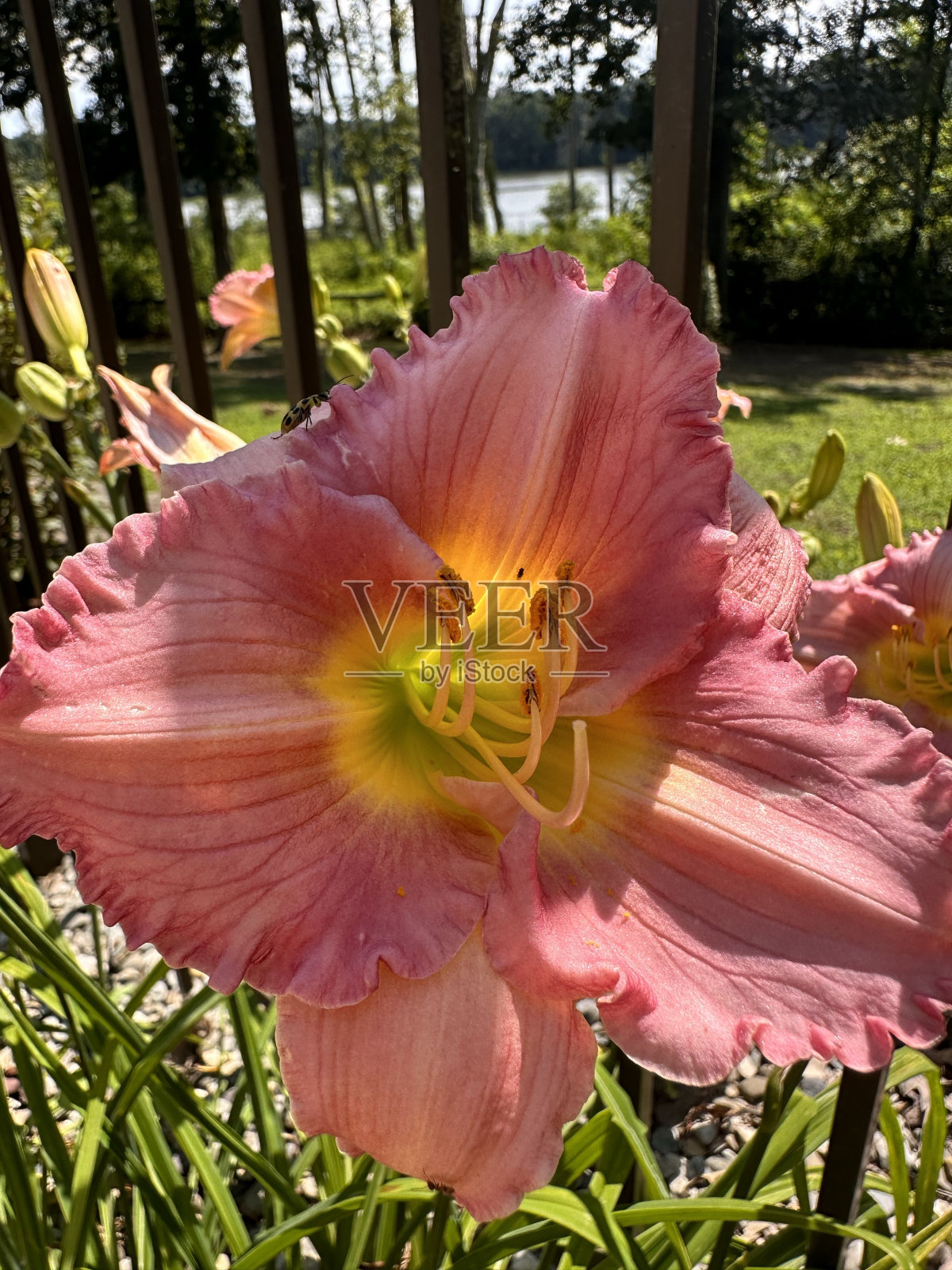 珊瑚黄花菜照片摄影图片