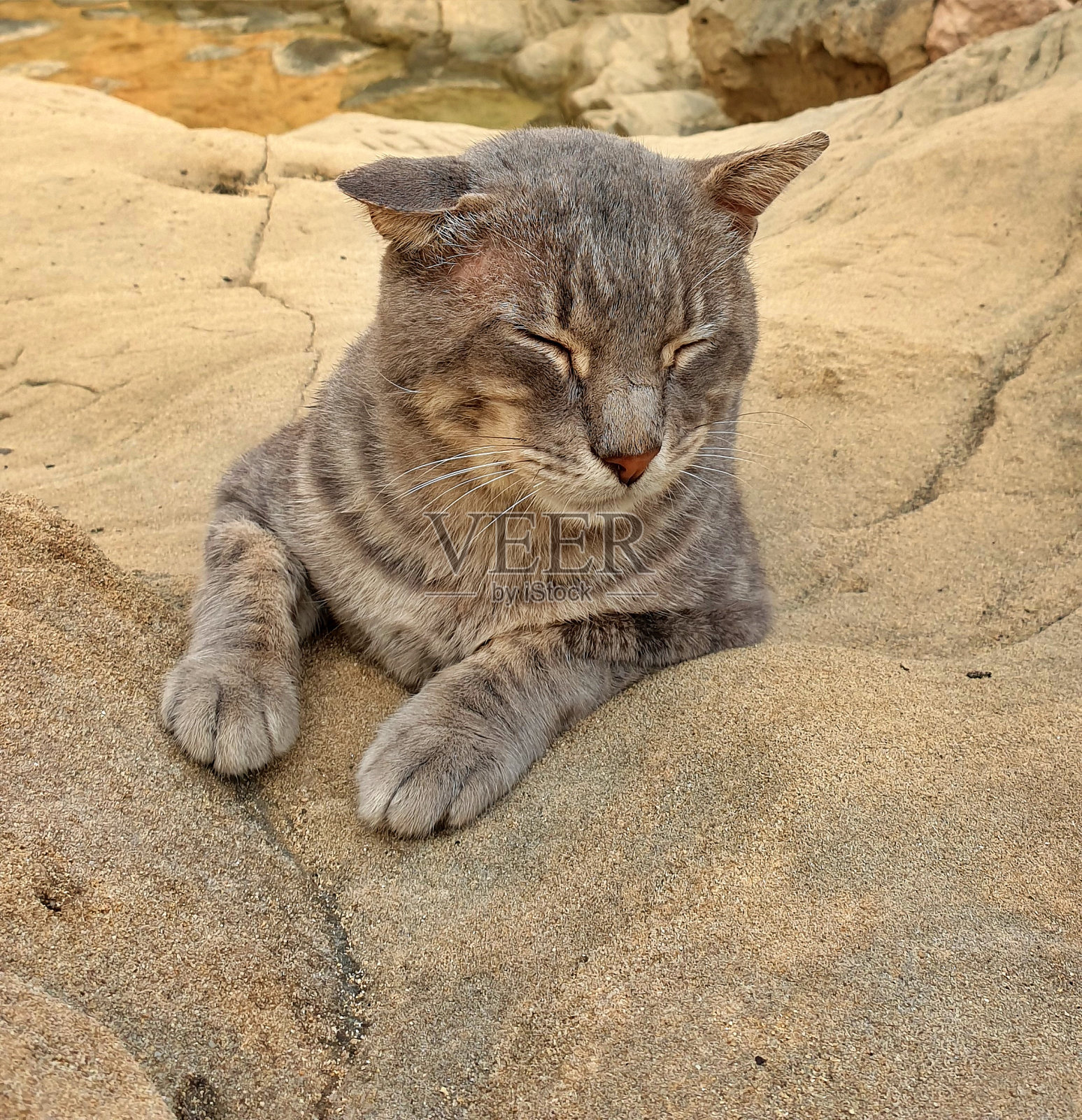 野猫照片摄影图片