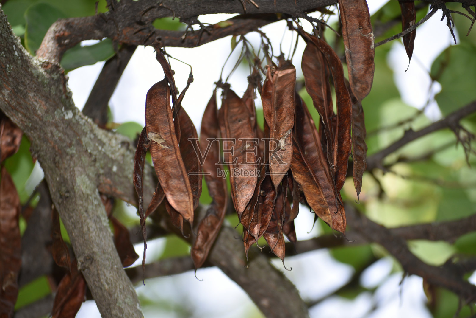 西班牙阿尔巴拉辛，花园里树上的干叶子照片摄影图片
