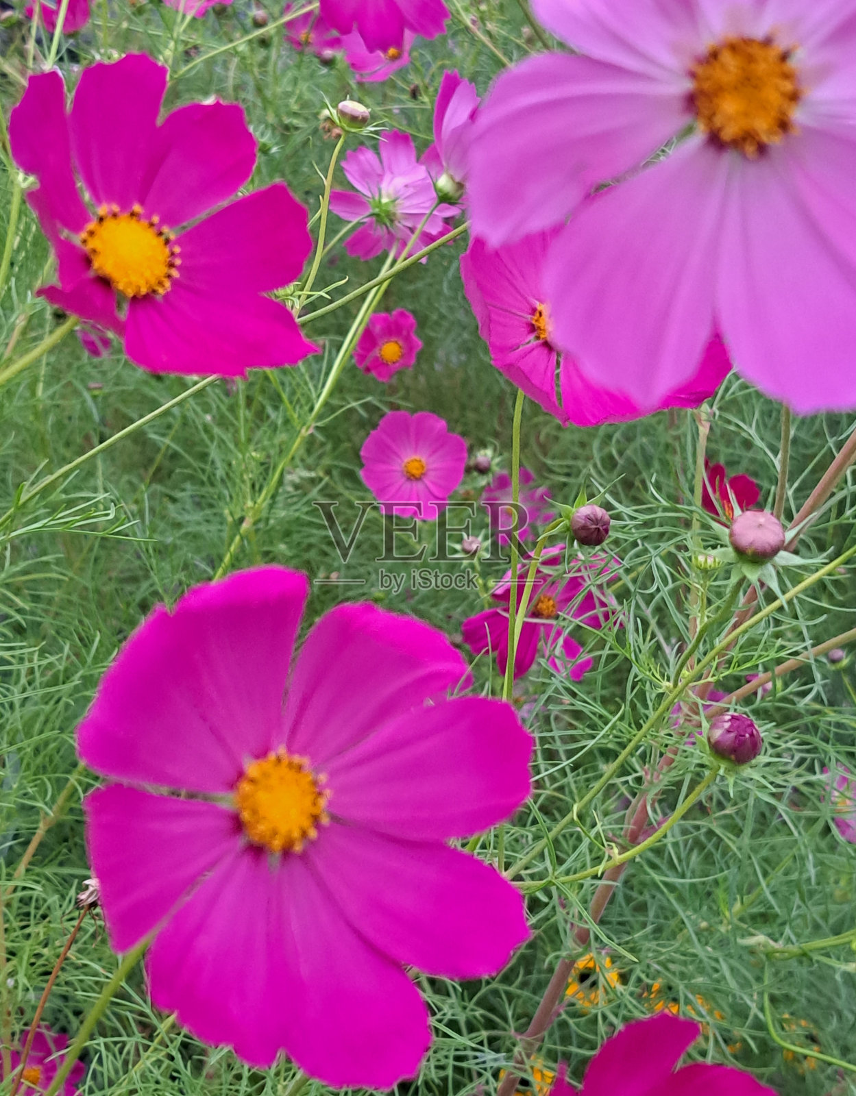 夏天的宇宙照片摄影图片