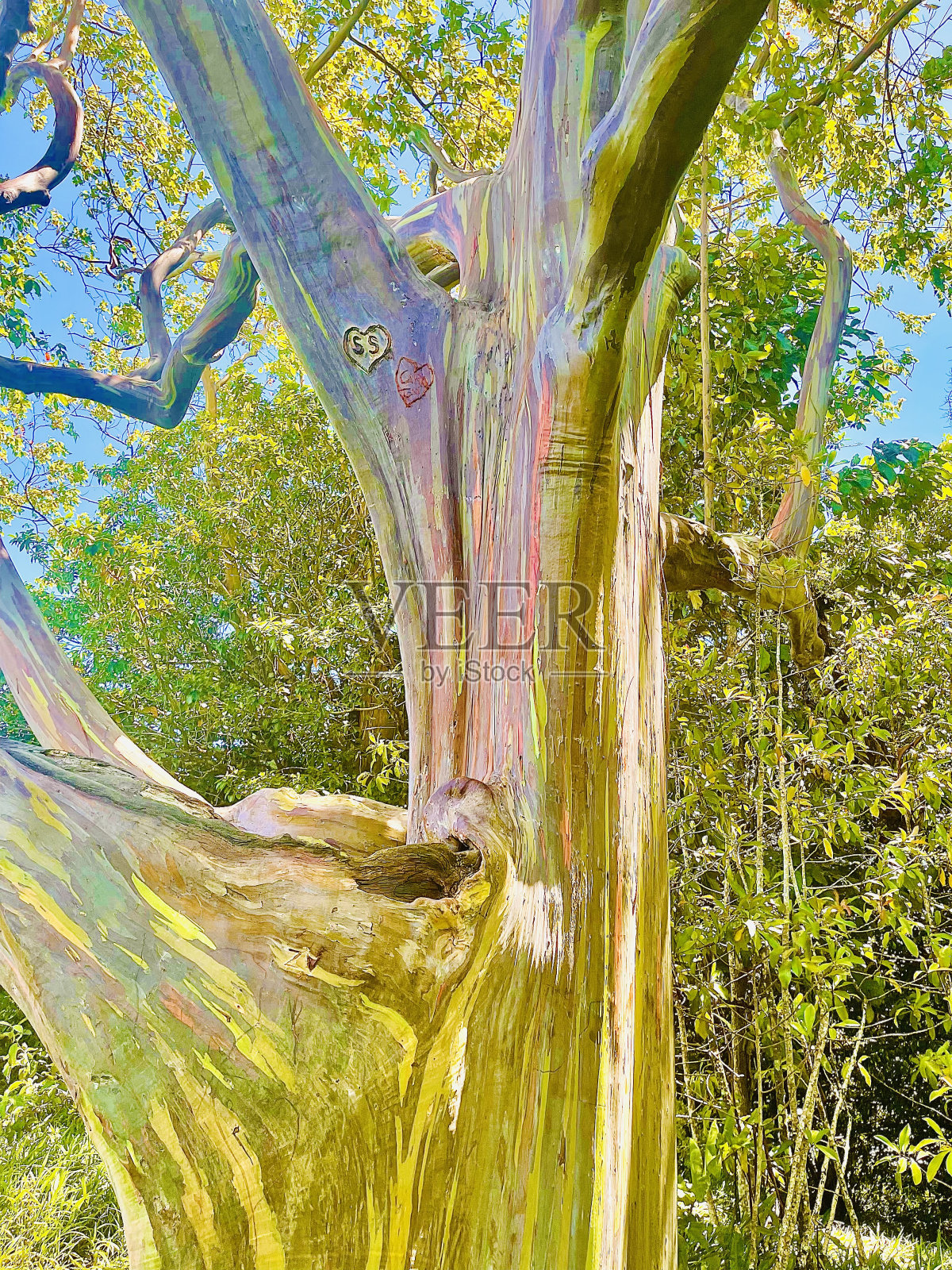 毛伊岛树照片摄影图片