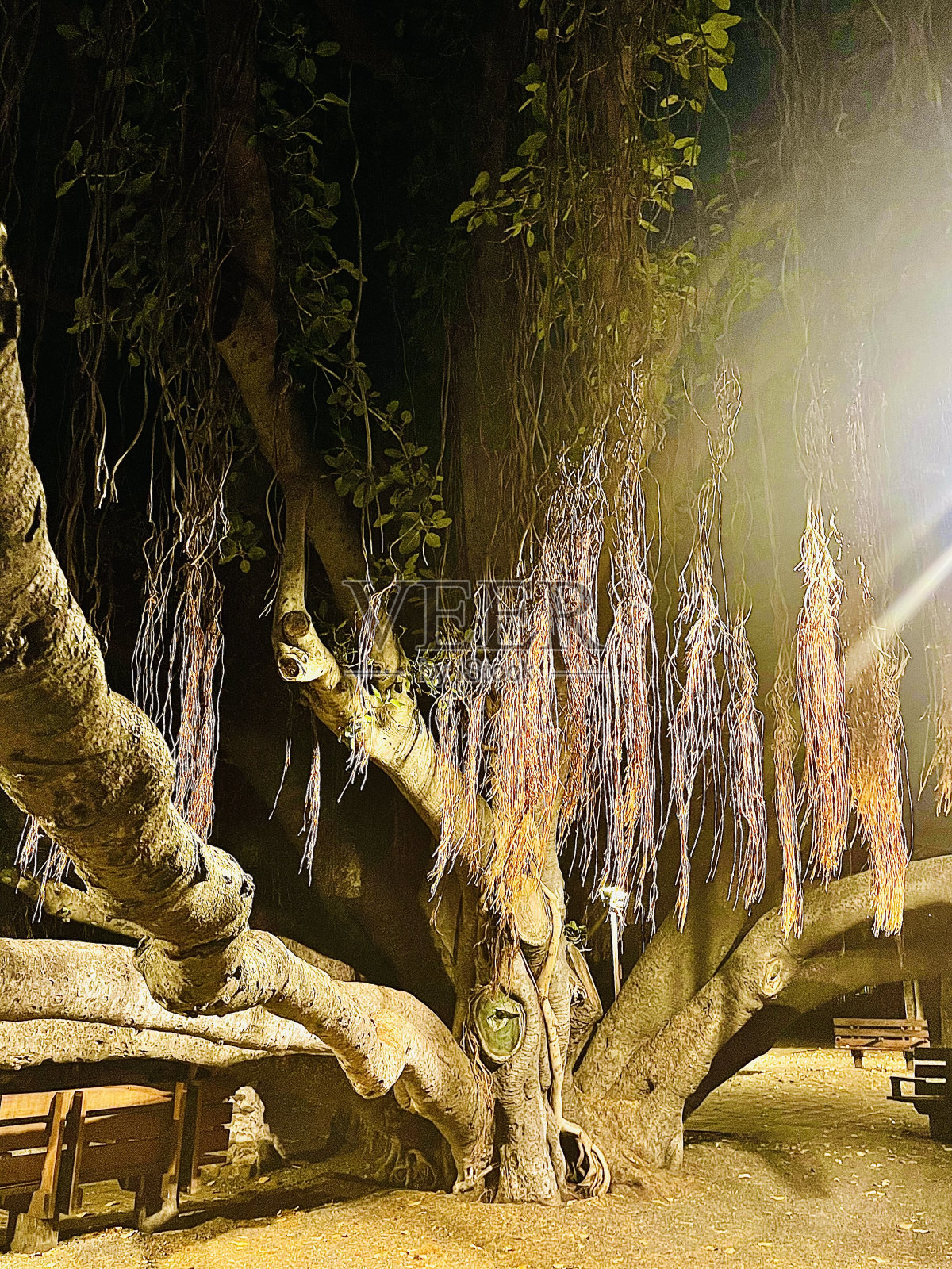 拉海纳镇照片摄影图片