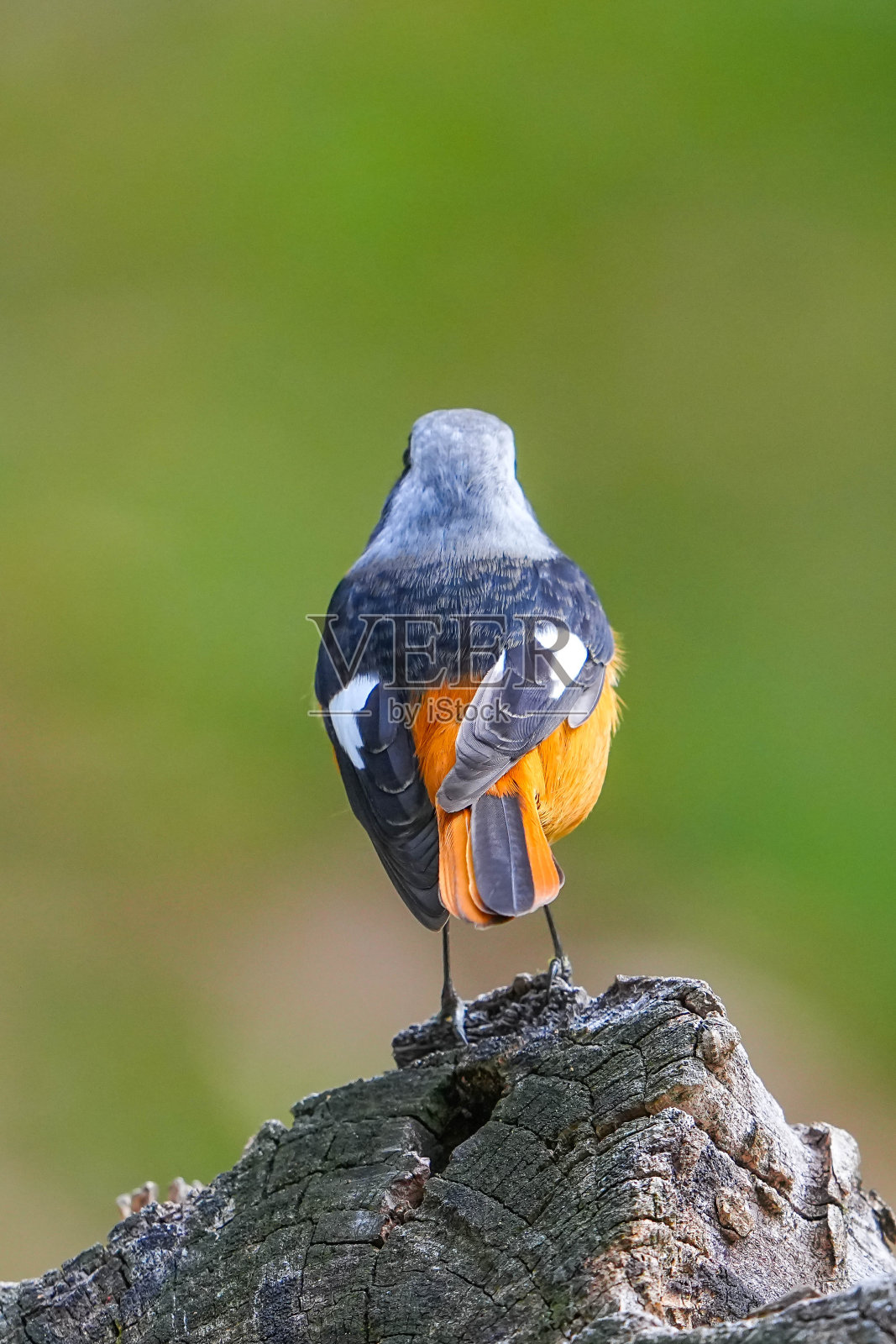 野生鸟类照片摄影图片