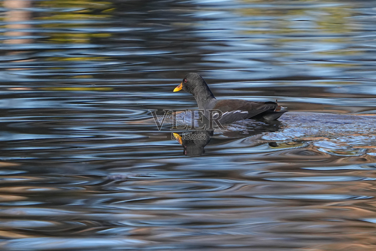 野生鸟类照片摄影图片