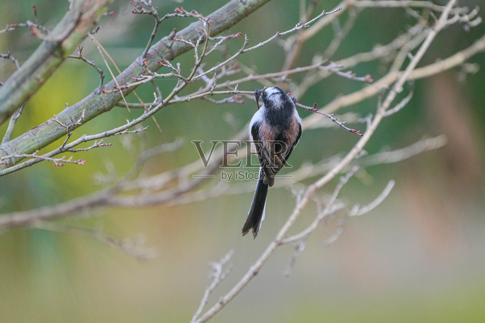 野生鸟类照片摄影图片