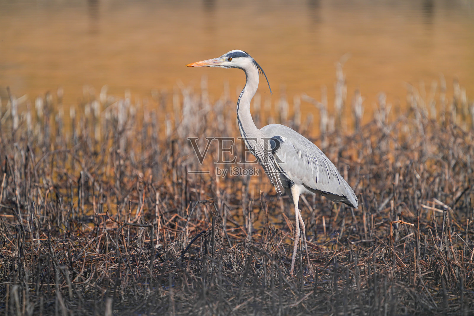 野生鸟类照片摄影图片