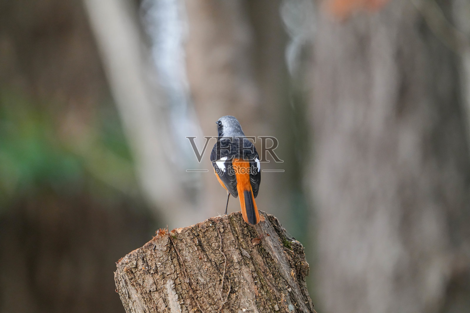 野生鸟类照片摄影图片