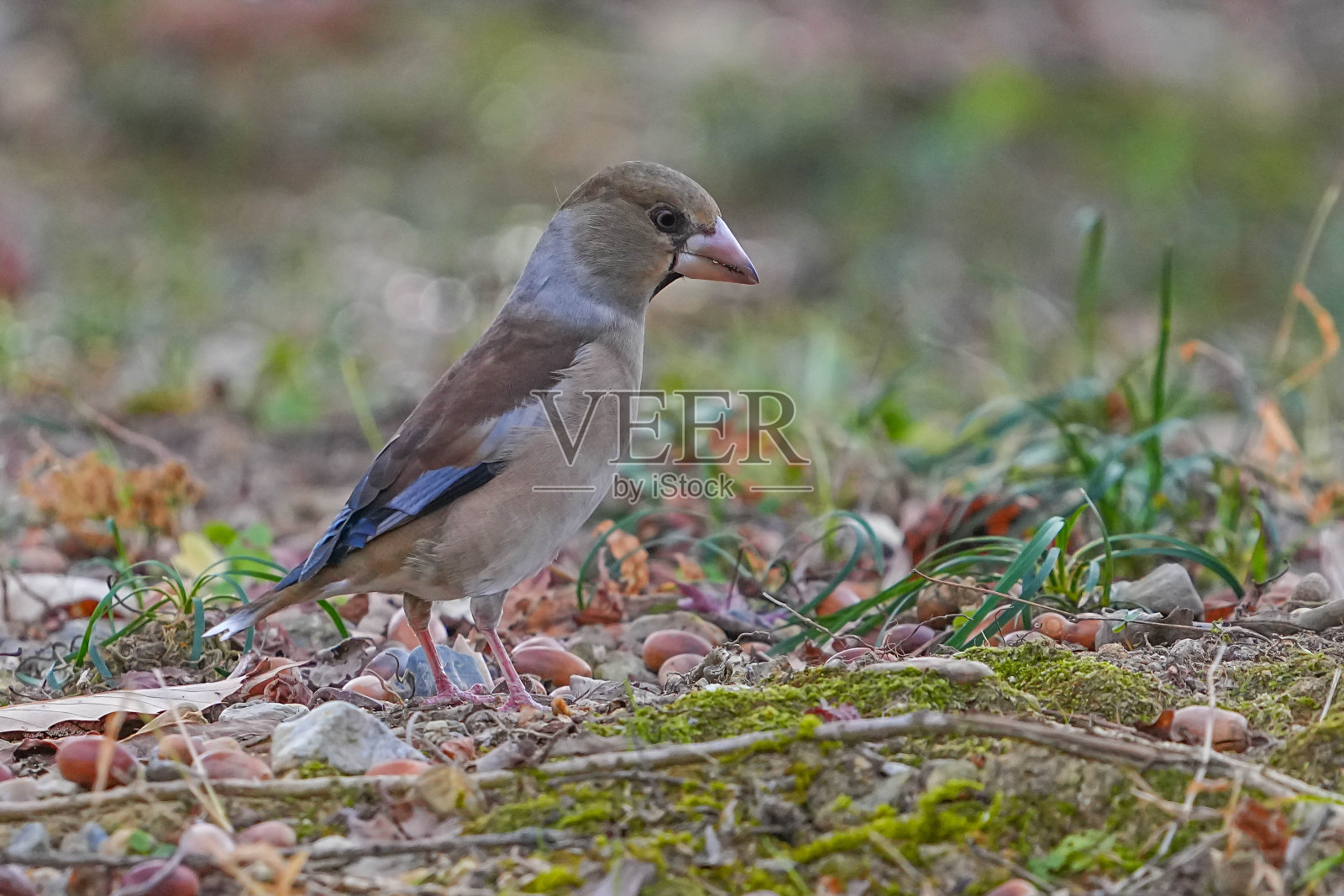 野生鸟类照片摄影图片