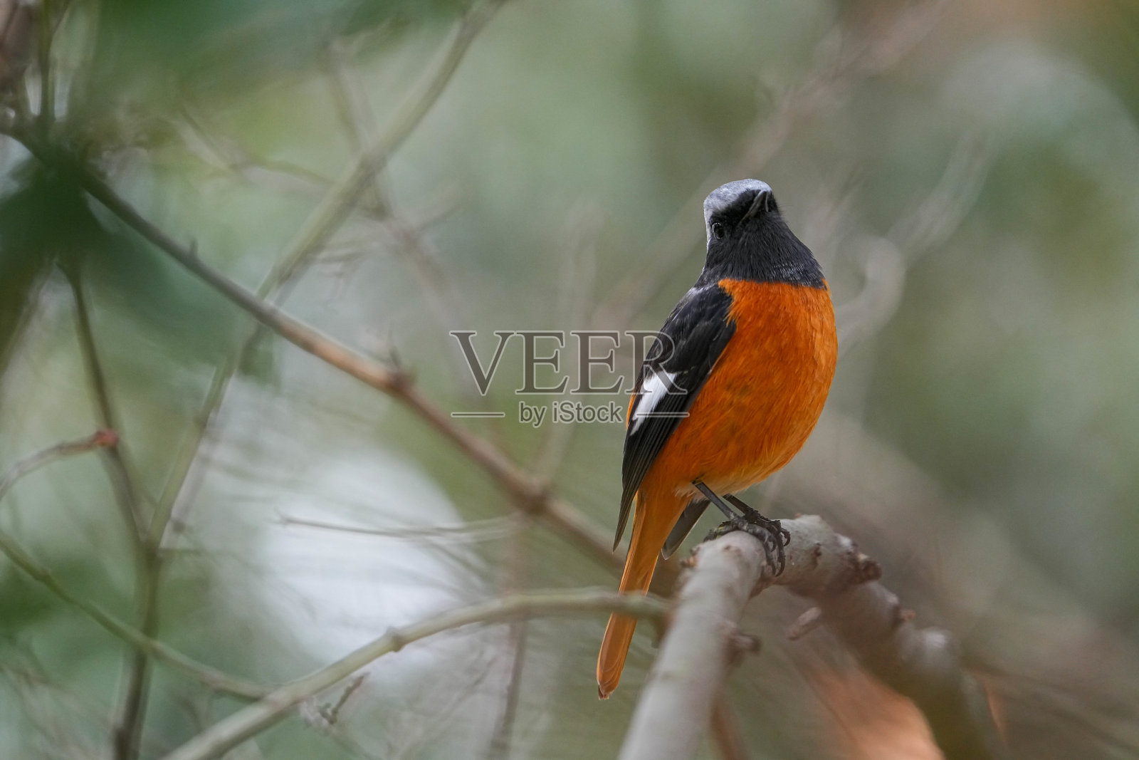 野生鸟类照片摄影图片