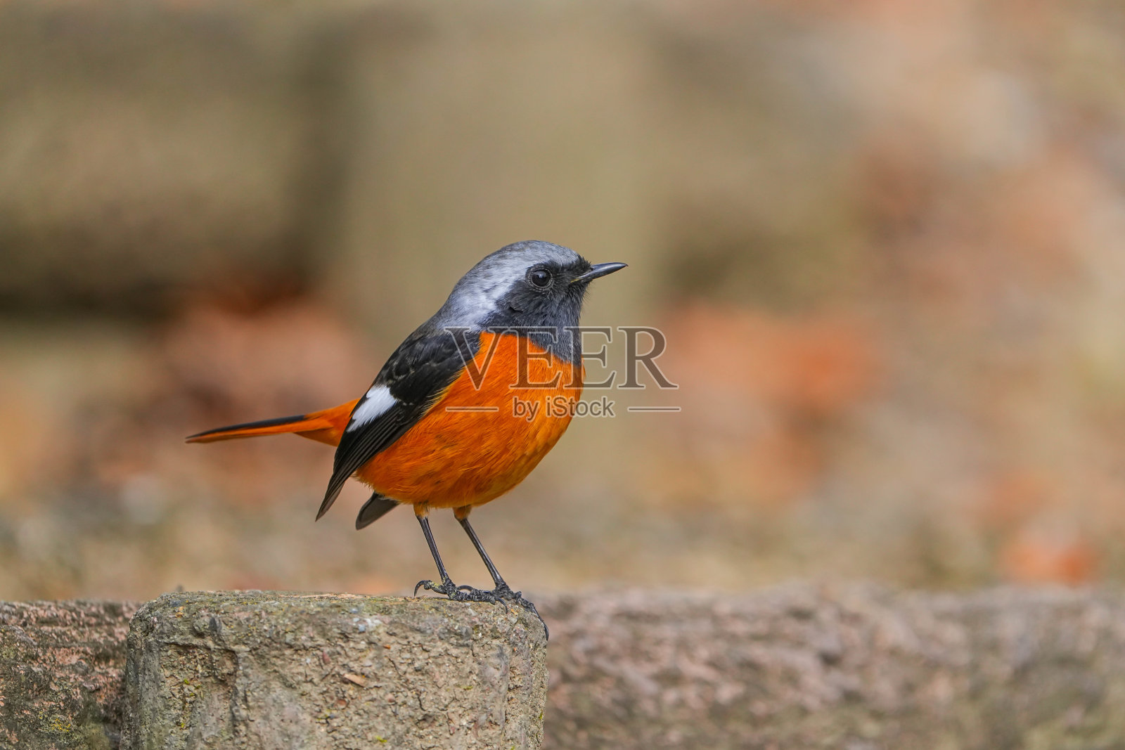 野生鸟类照片摄影图片