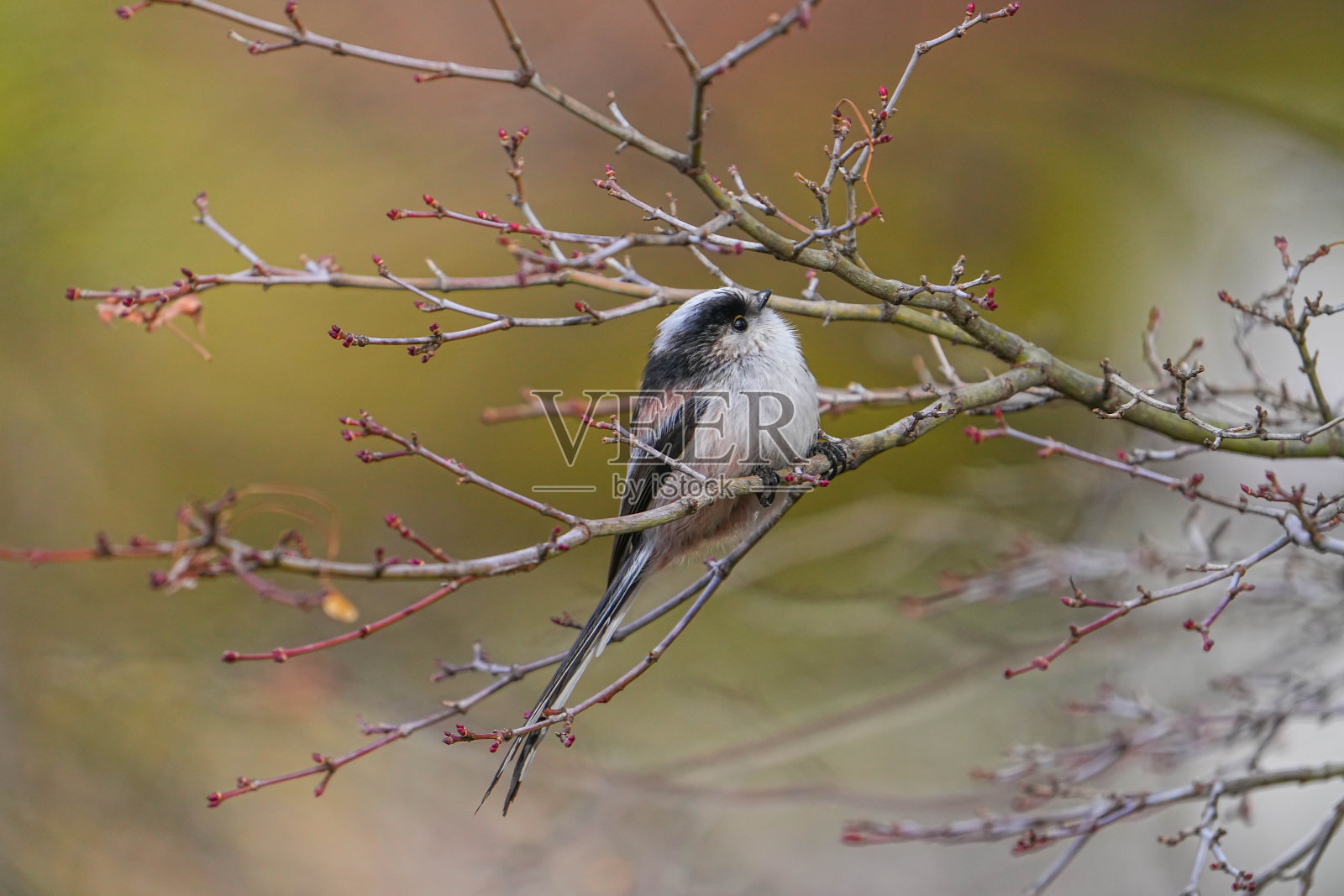 野生鸟类照片摄影图片